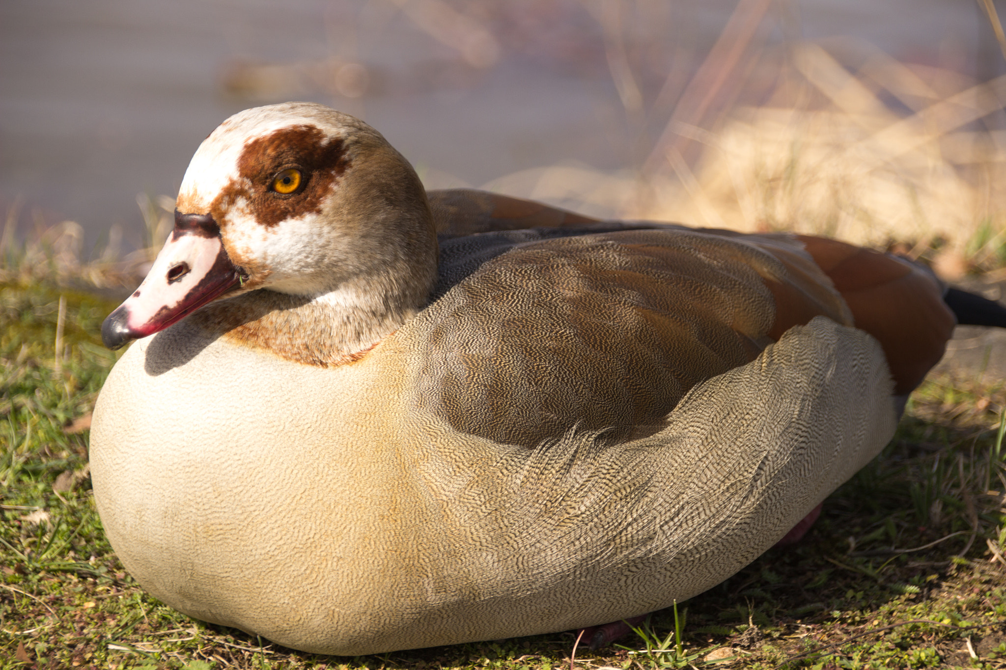 Sigma 18-250mm F3.5-6.3 DC OS HSM sample photo. Gans am rhein 1 (goose at the rhein 1) photography
