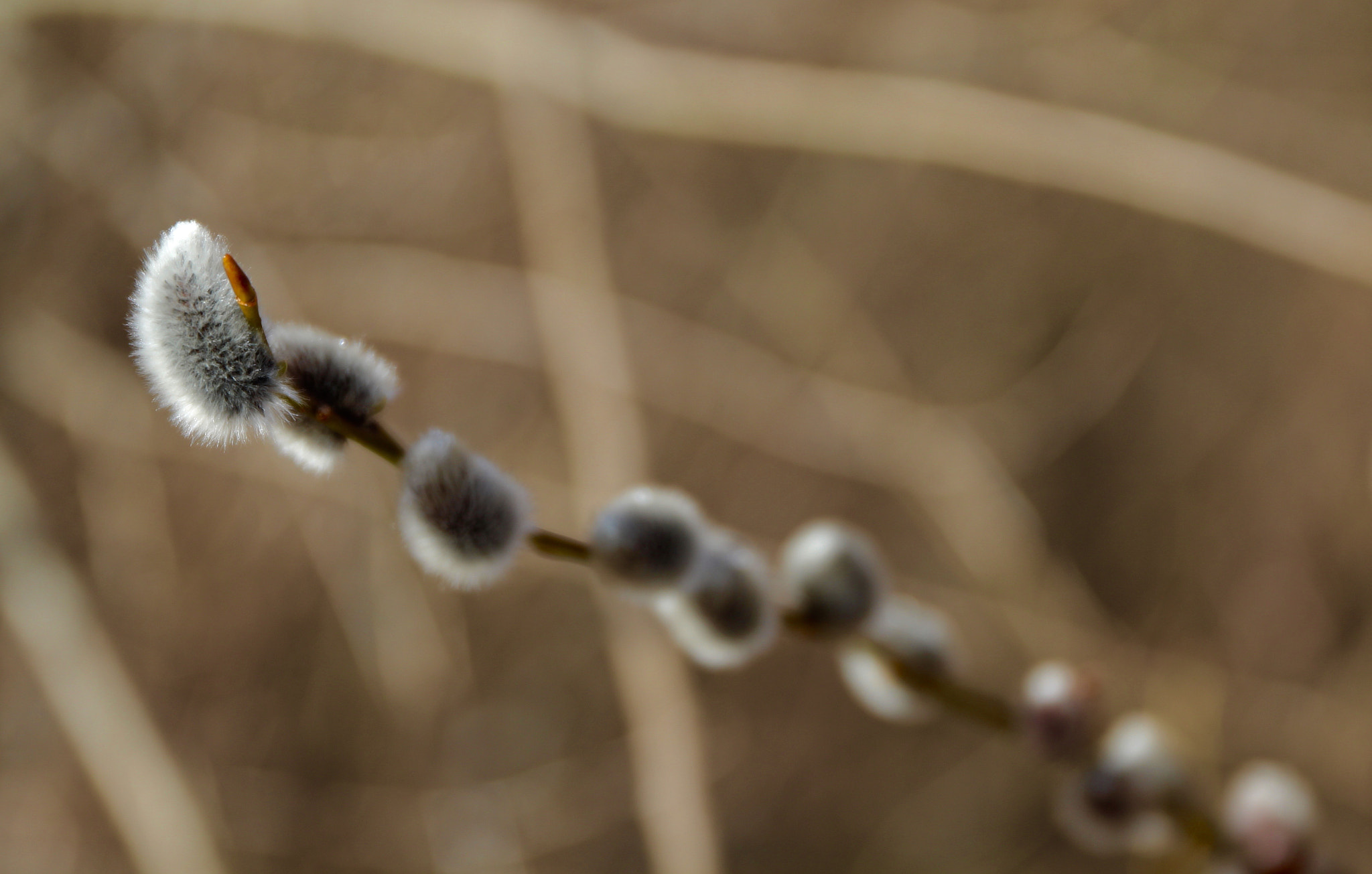 Canon EF 24-70mm F4L IS USM sample photo