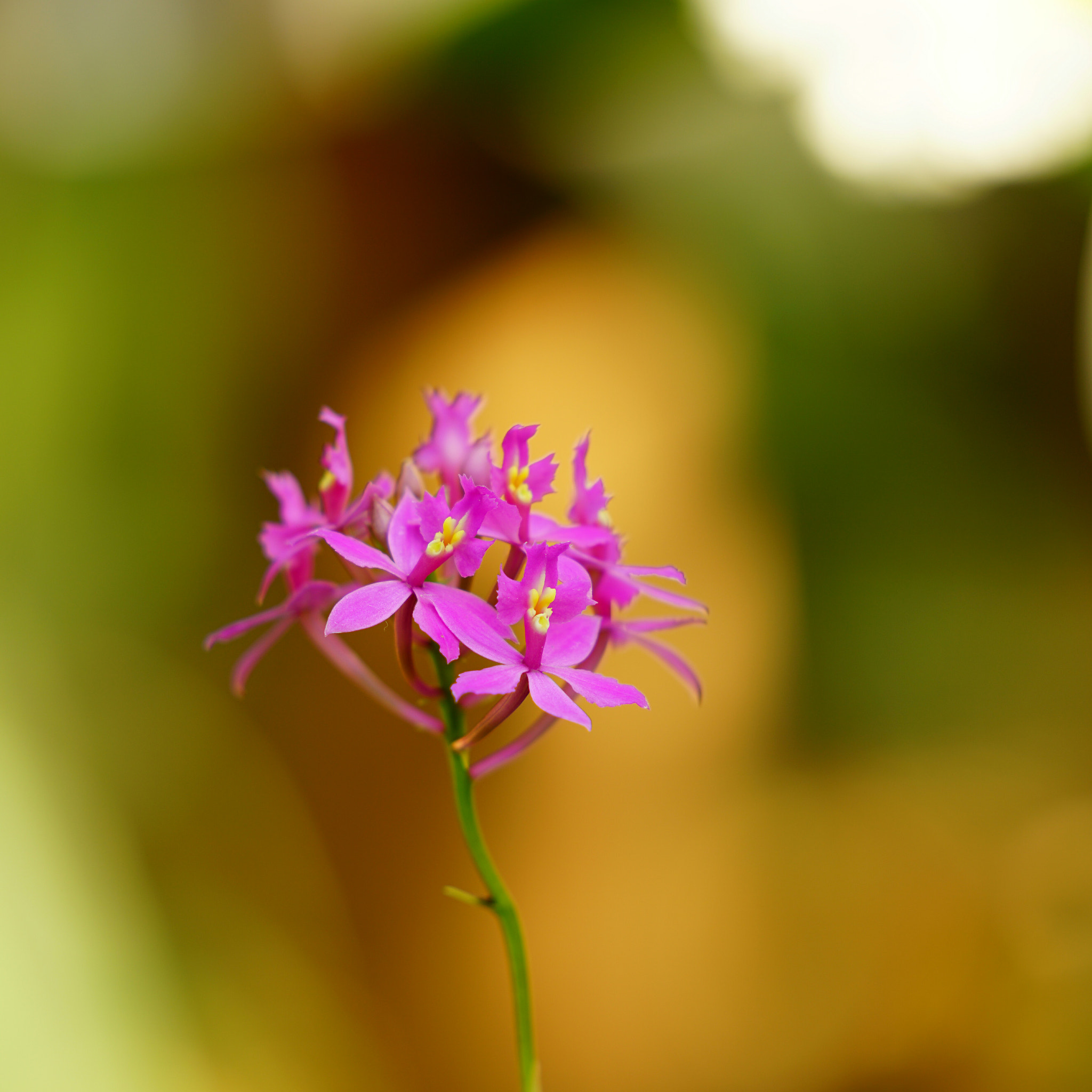 Sony a7R II + Sony FE 70-200mm F2.8 GM OSS sample photo. 新宿御苑温室にて２ photography