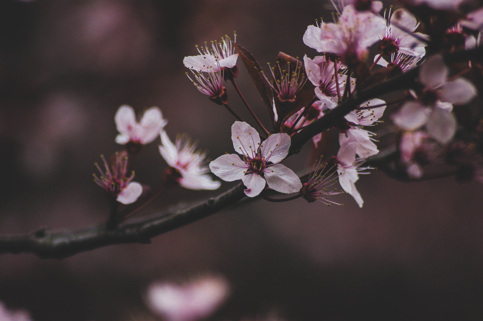 Sony 75-300mm F4.5-5.6 sample photo. First flowers of the spring. 2 photography