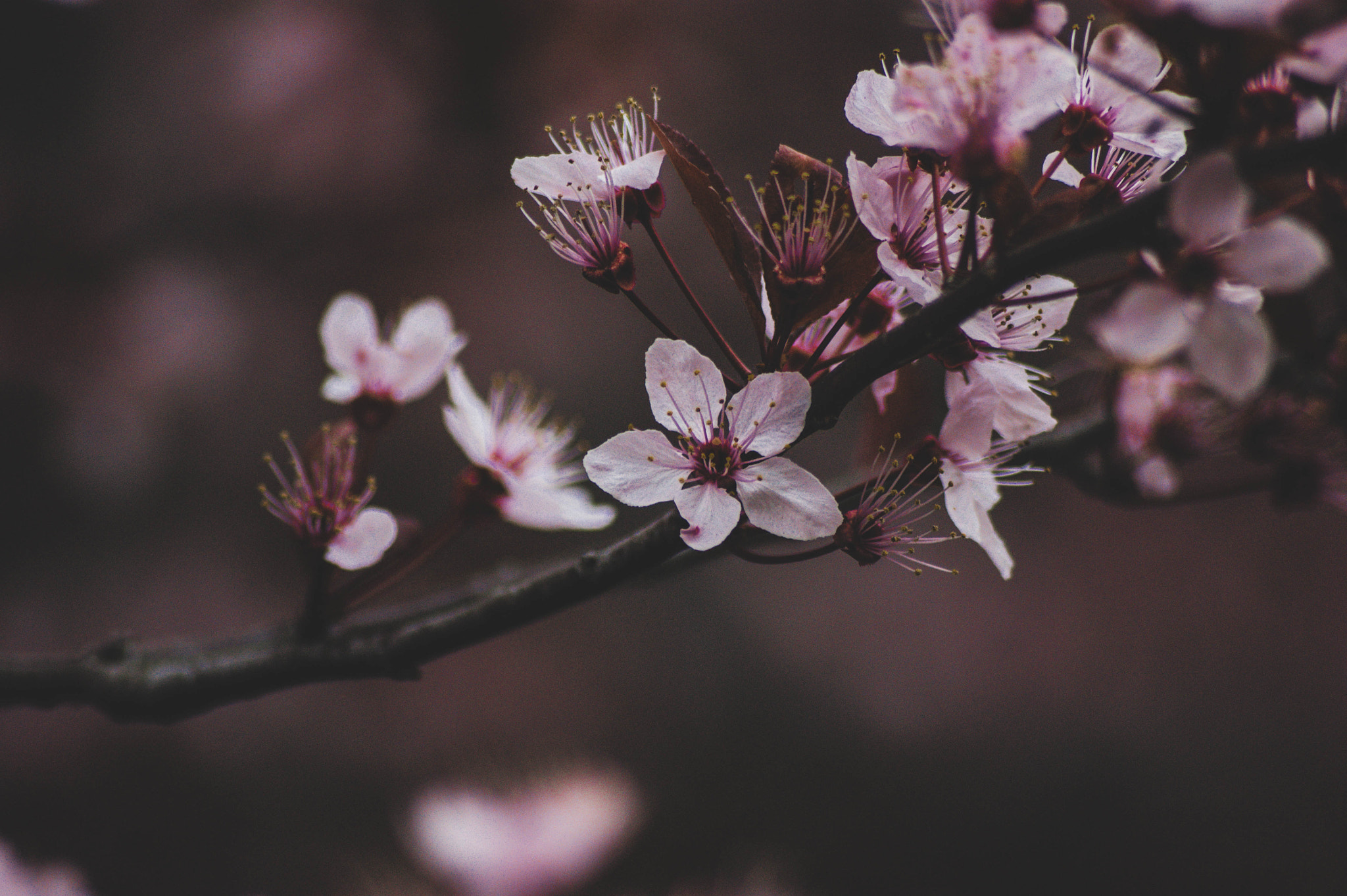 Sony Alpha DSLR-A290 + Sony 75-300mm F4.5-5.6 sample photo. First flowers of the spring. 2 photography