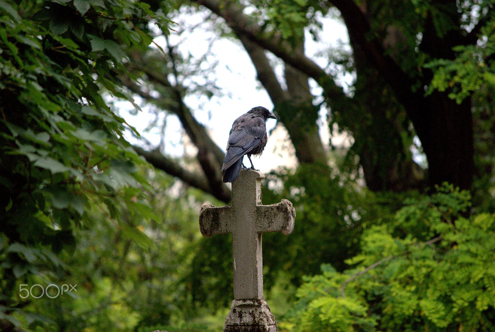 Nikon D60 sample photo. 7773983404.jpg photography