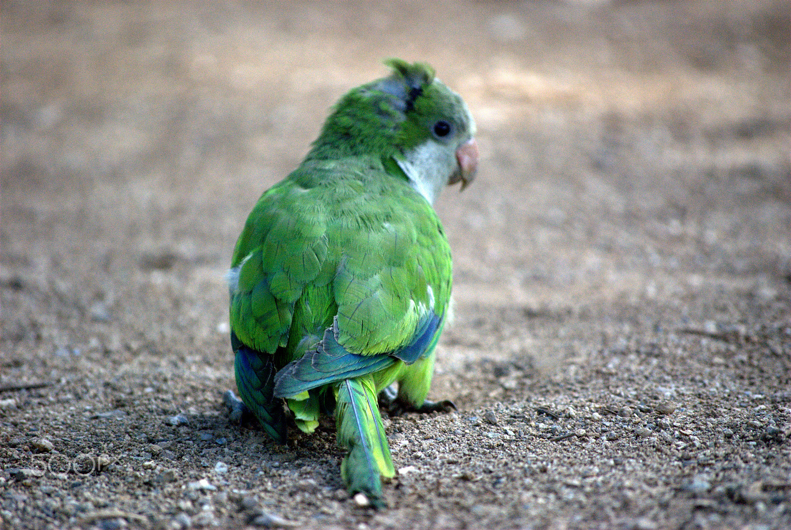 Nikon D60 sample photo. 7773999194.jpg photography