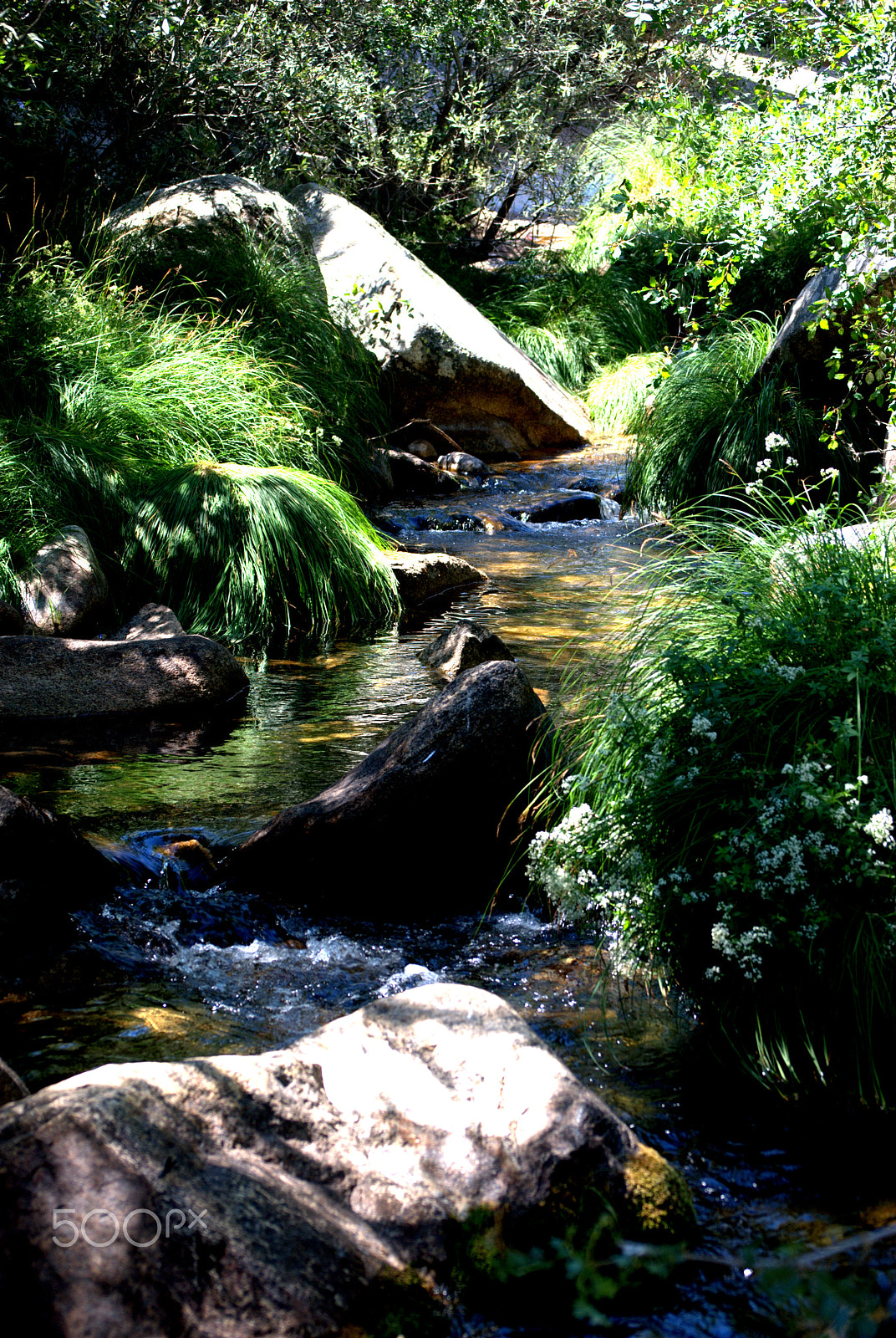 Nikon D60 sample photo. 7669502498.jpg photography