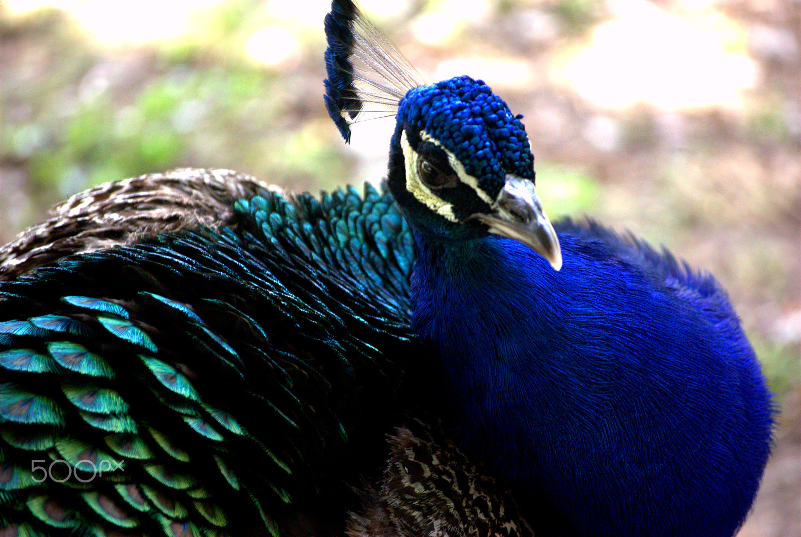 Nikon D60 sample photo. 7669493176.jpg photography