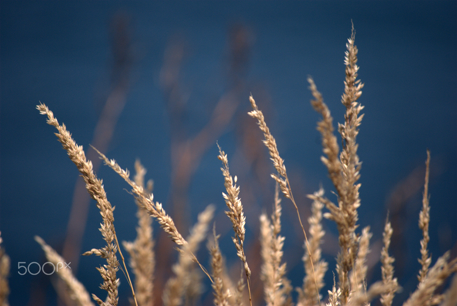 Nikon D60 sample photo. 7669486350.jpg photography