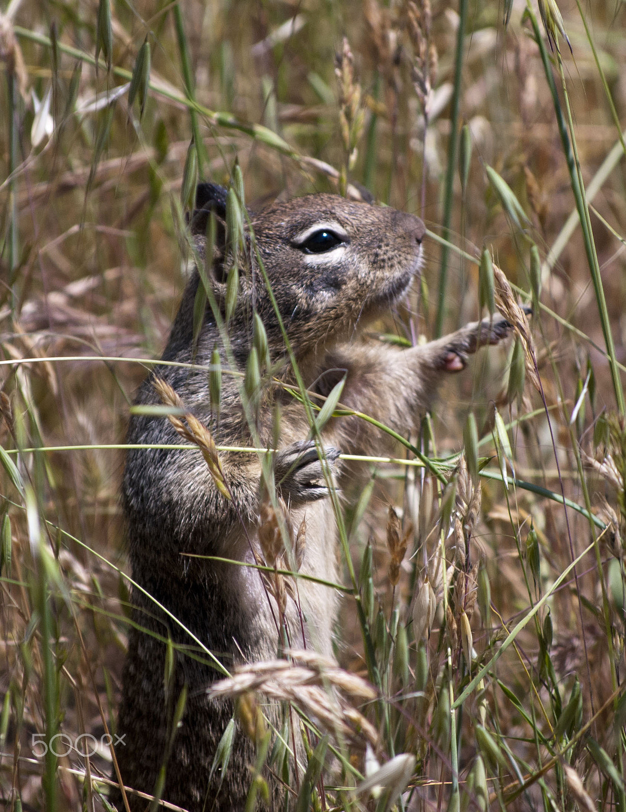 Nikon D60 sample photo. 7224414406.jpg photography