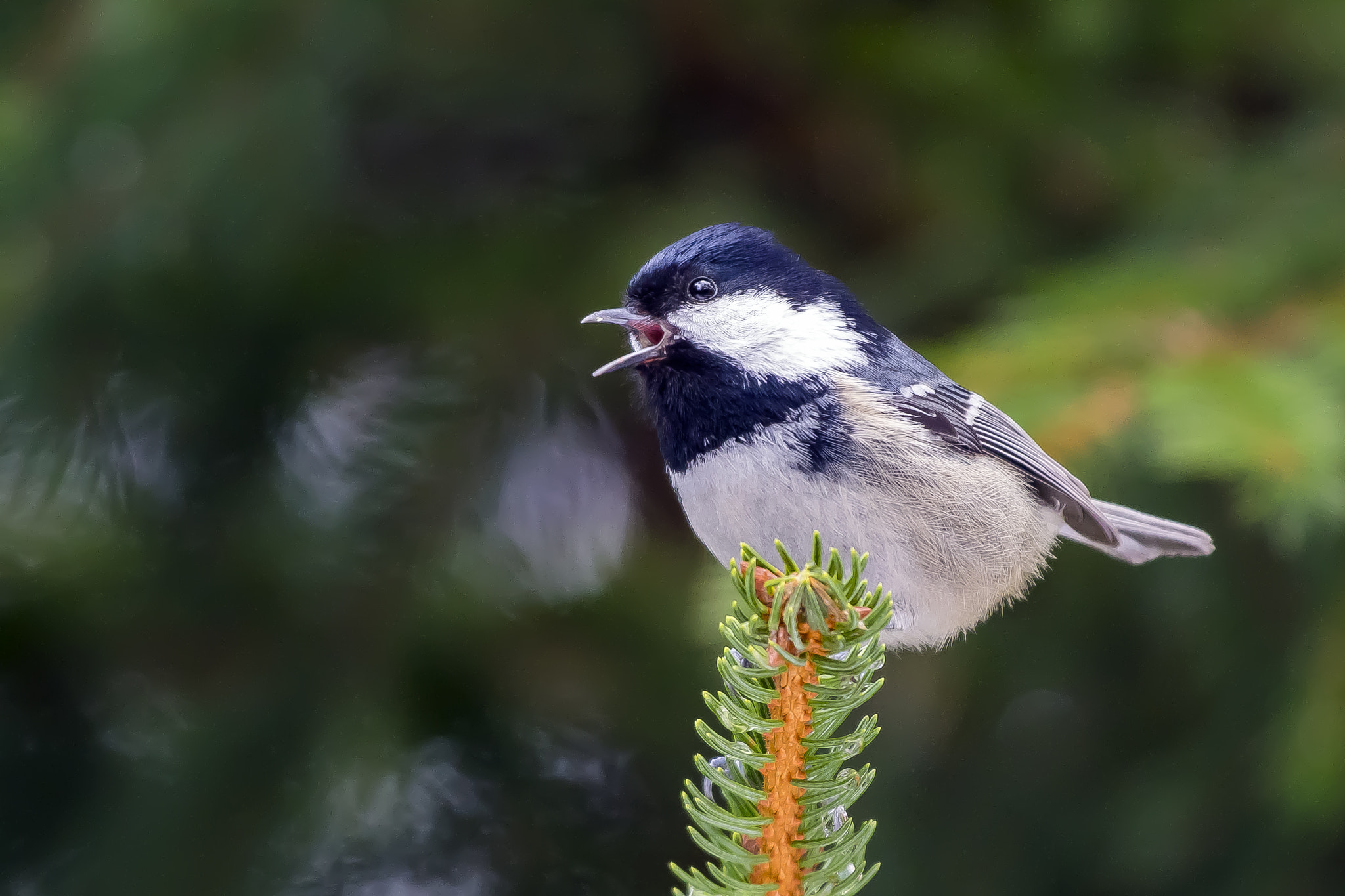 Pentax K-3 sample photo. Coal tit photography