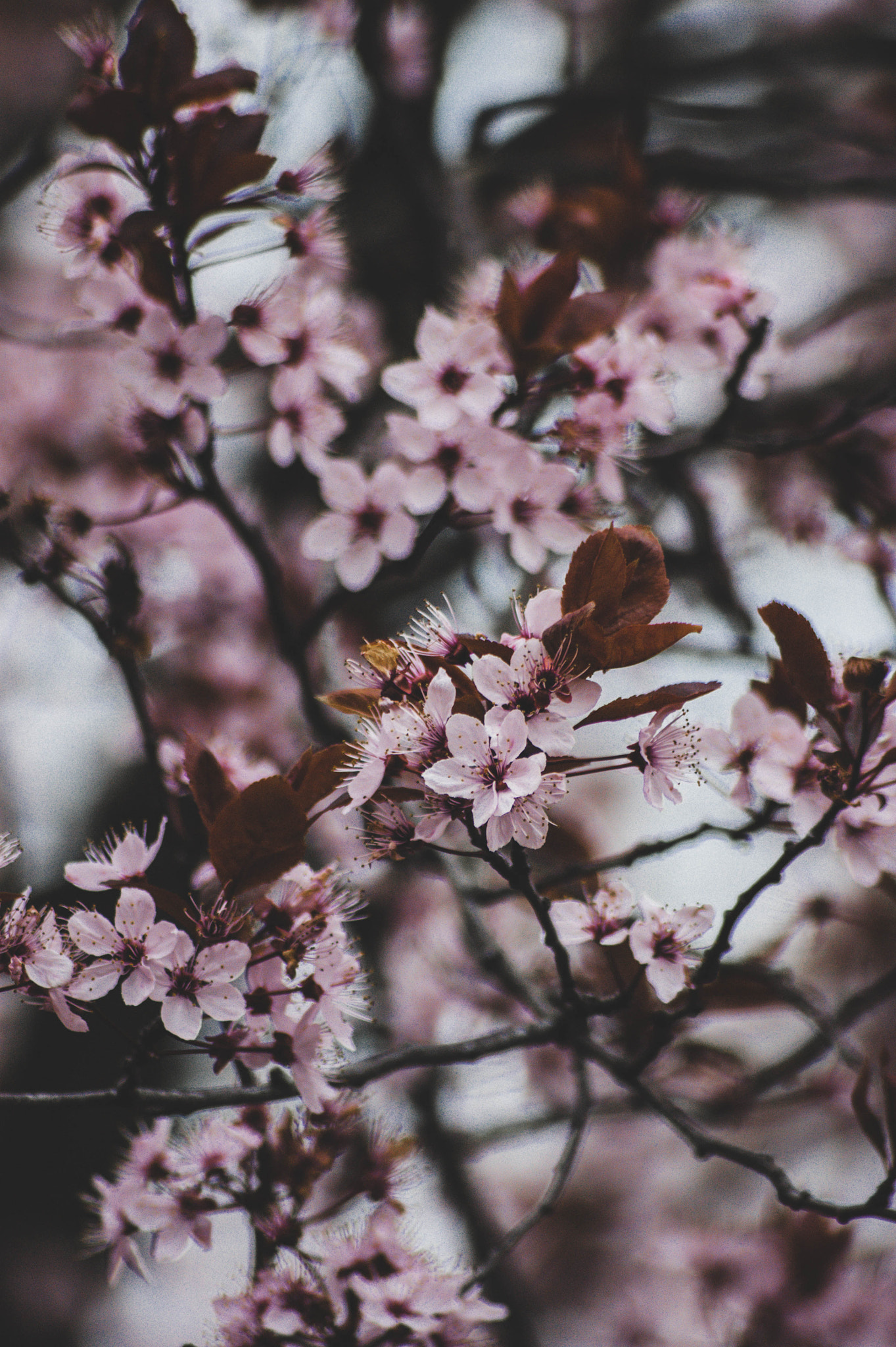 Sony 75-300mm F4.5-5.6 sample photo. First flowers of the spring. 3 photography