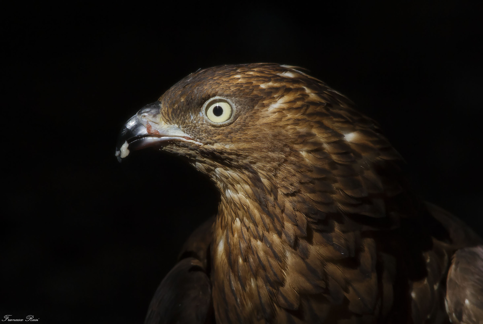 Canon EOS 7D sample photo. Honey buzzard (captivity), falco pecchiaiolo  photography