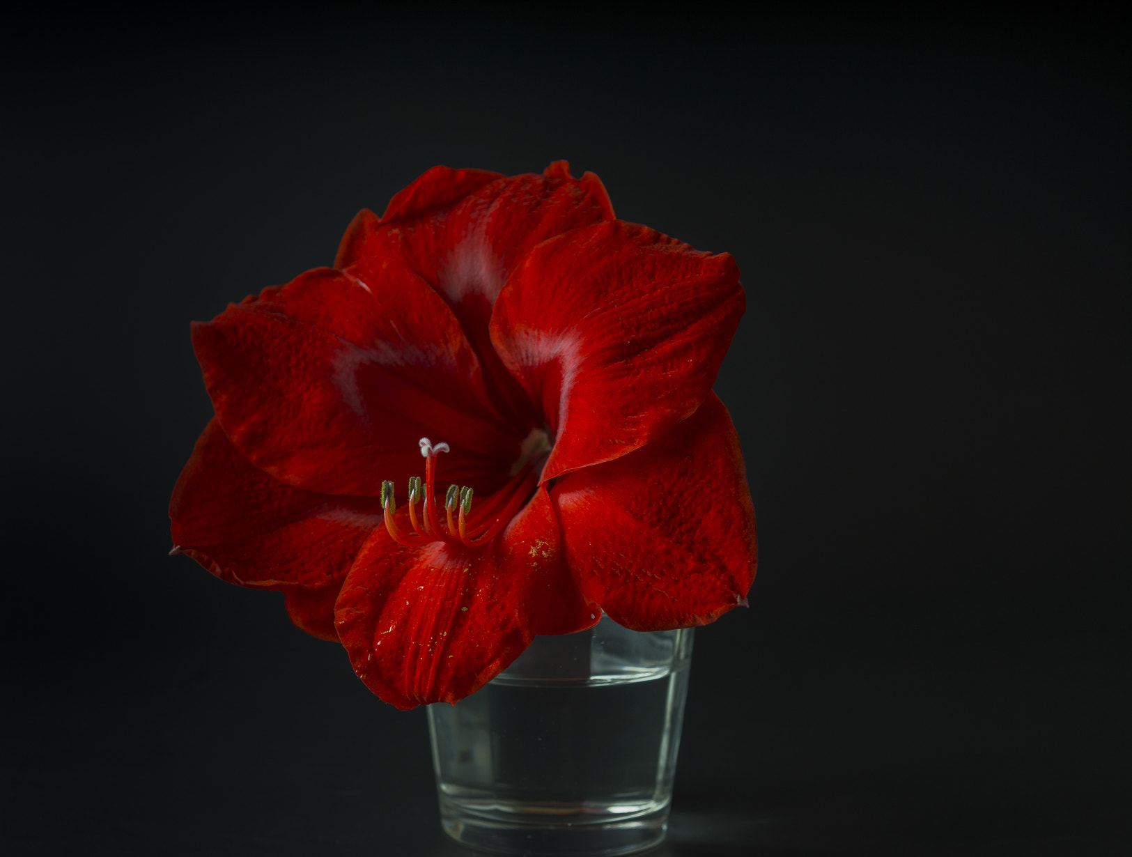 Sony SLT-A77 sample photo. Lady in red photography
