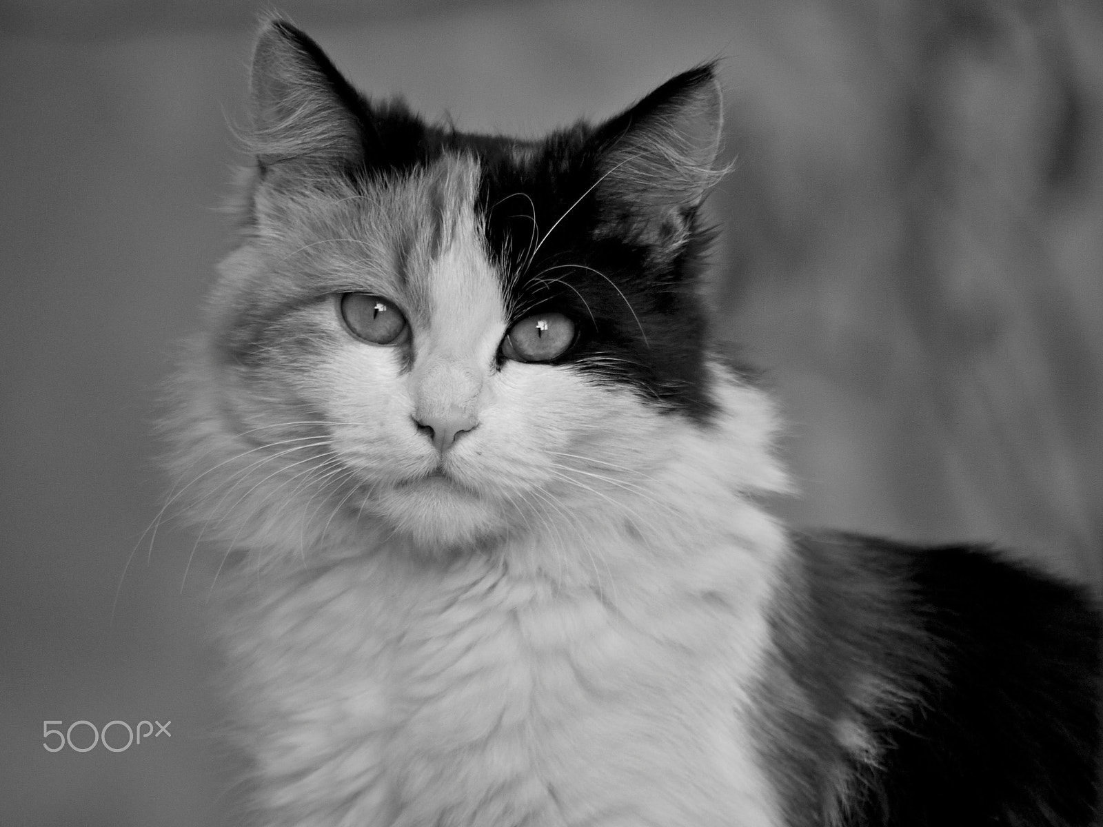 Panasonic Lumix G Vario 45-200mm F4-5.6 OIS sample photo. In the backyard photography