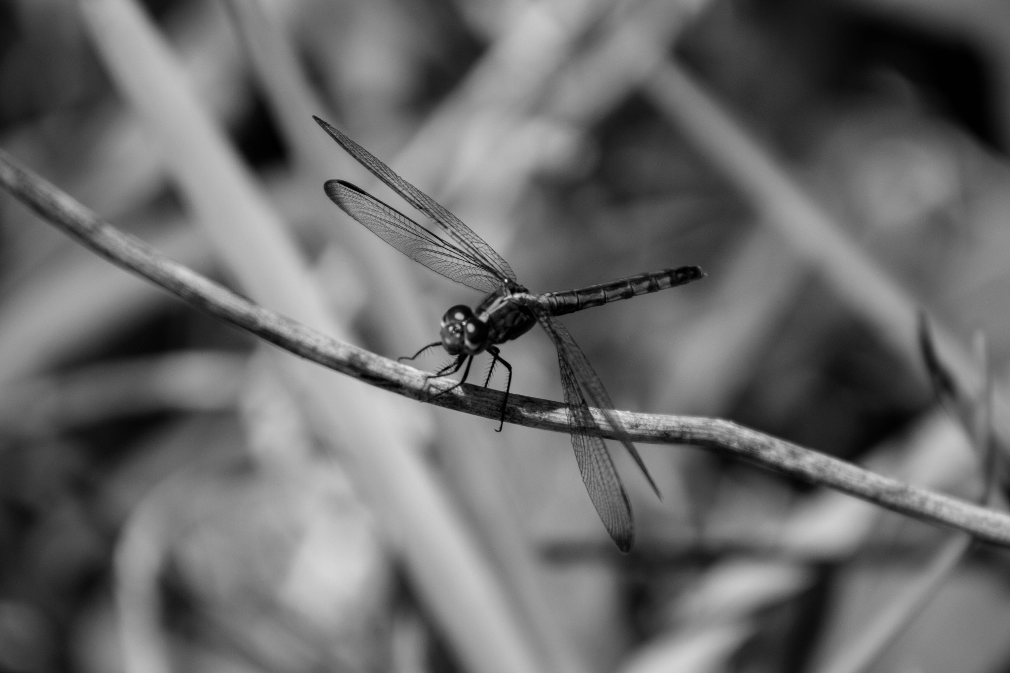 Canon EOS 100D (EOS Rebel SL1 / EOS Kiss X7) + EF75-300mm f/4-5.6 sample photo. Dragon fly  photography