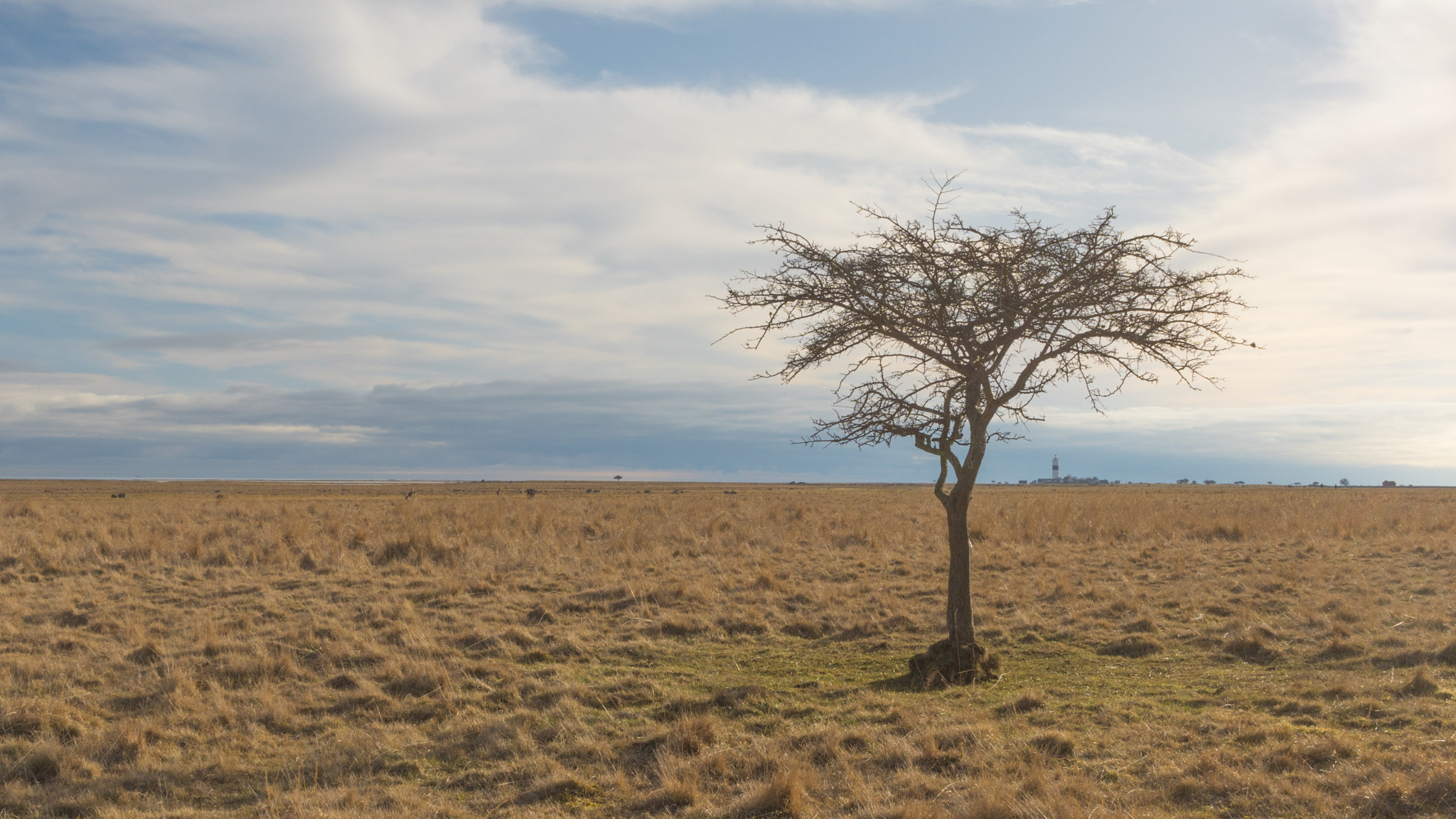 Sony Sonnar T* E 24mm F1.8 ZA sample photo. Tree on a moor.. photography