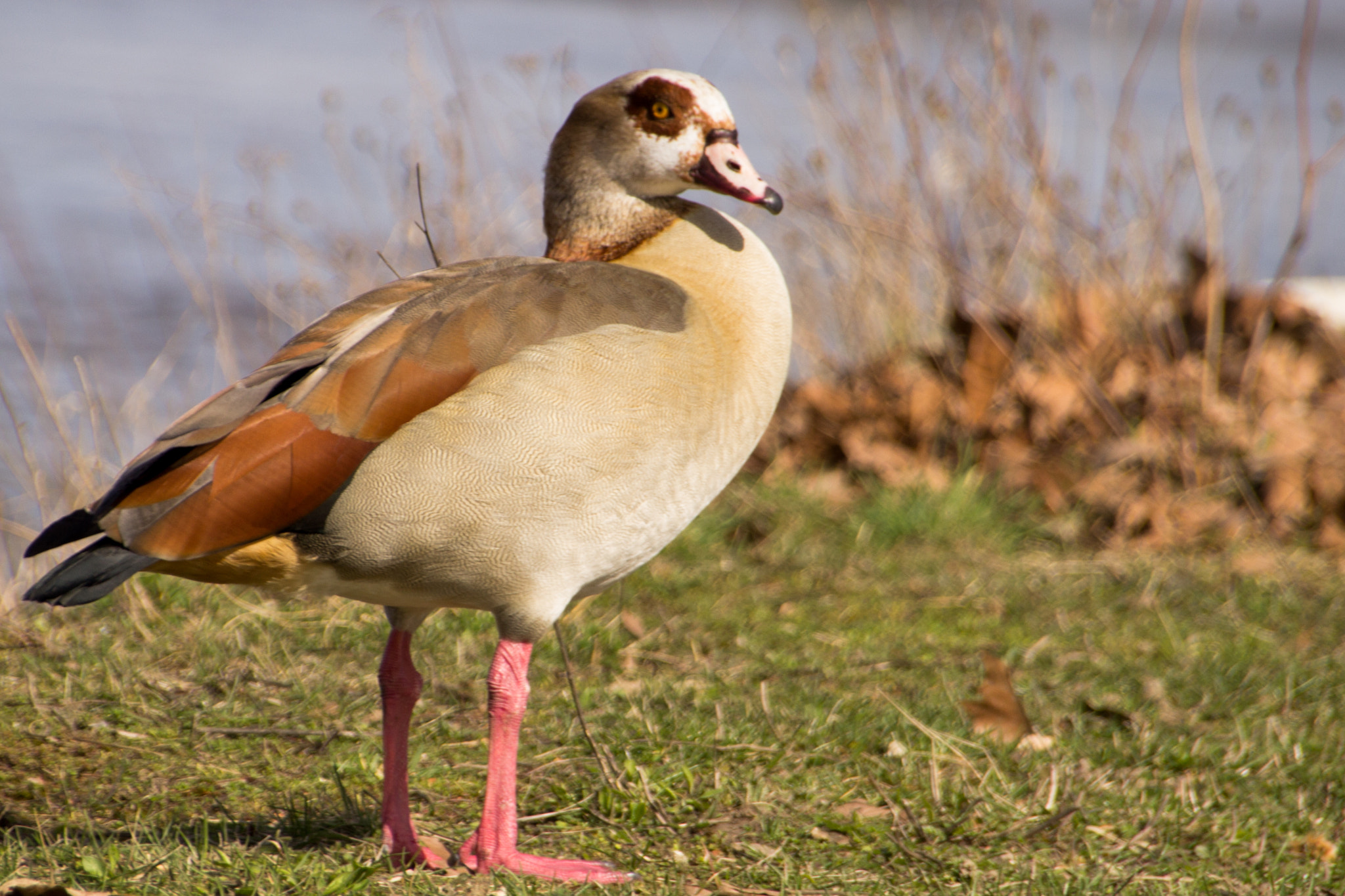 Canon EOS 600D (Rebel EOS T3i / EOS Kiss X5) + Sigma 18-250mm F3.5-6.3 DC OS HSM sample photo. Gans am rhein 2 (goose at the rhein 2) photography