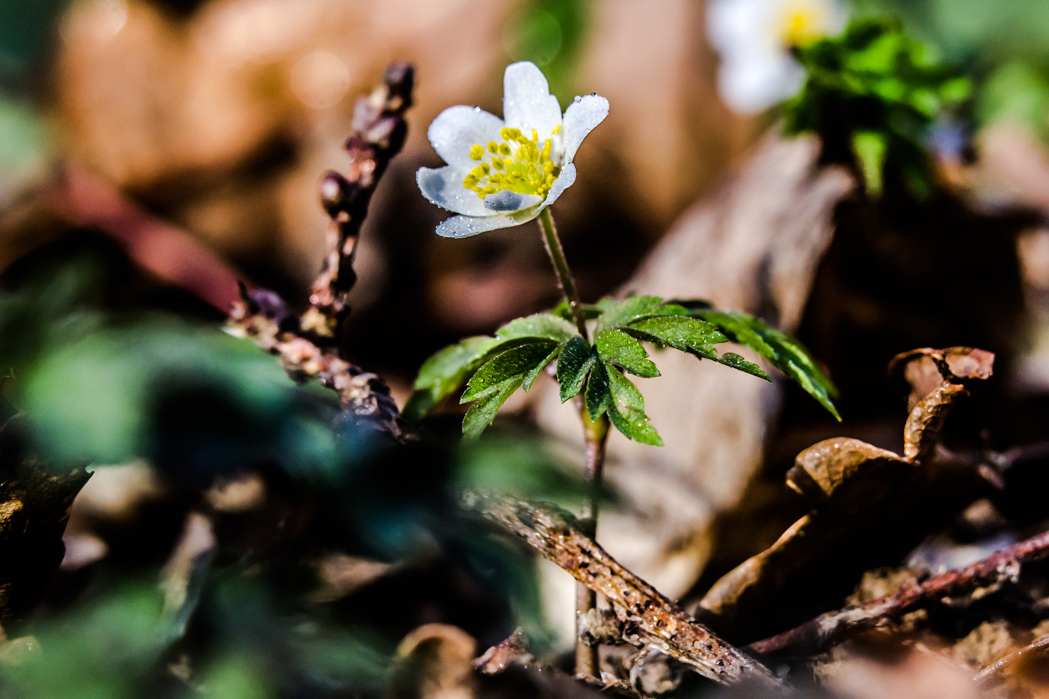 Sigma 150mm F2.8 EX DG OS Macro HSM sample photo. Macrography photography