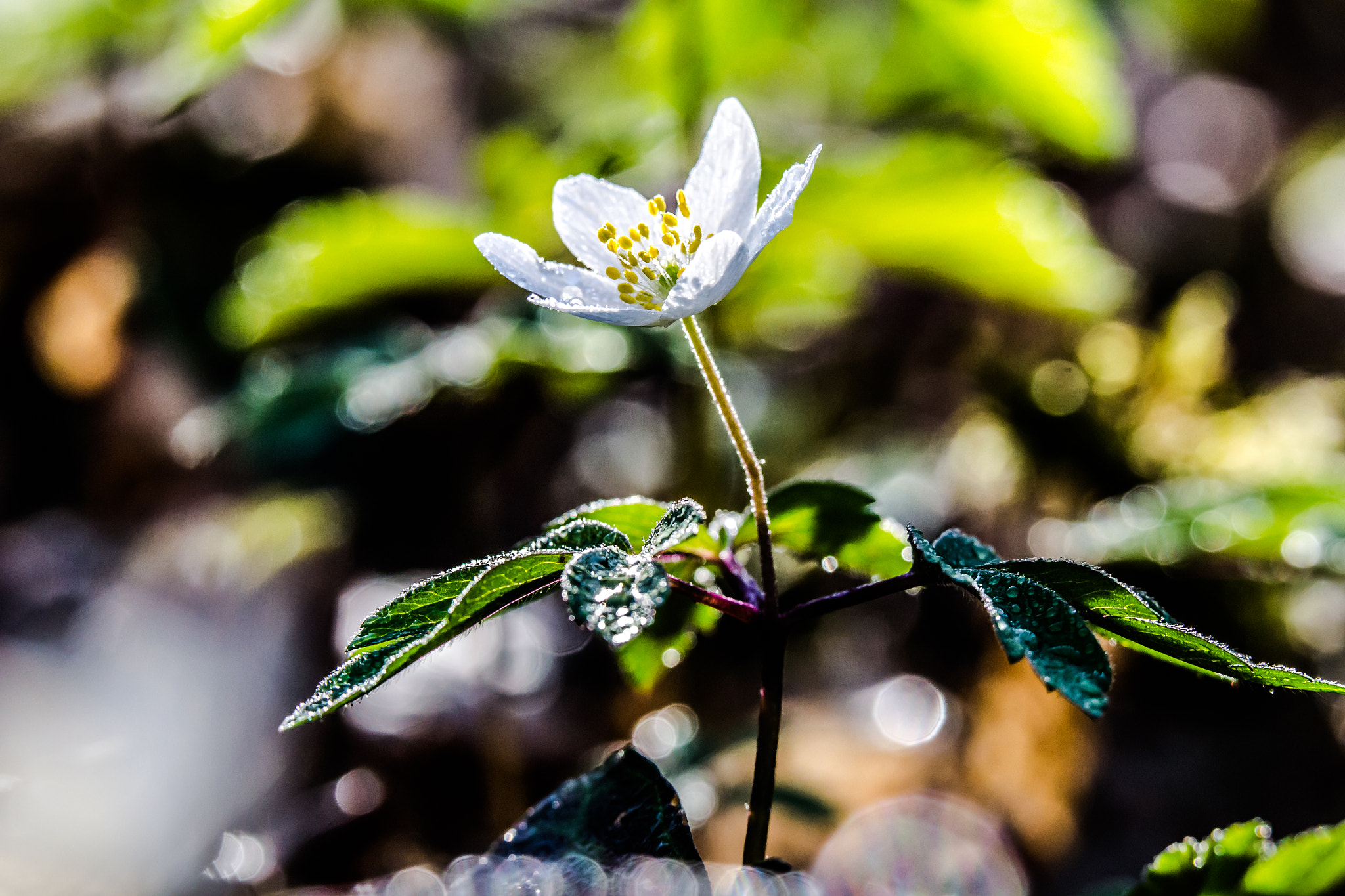 Sigma 150mm F2.8 EX DG OS Macro HSM sample photo. Macrography photography