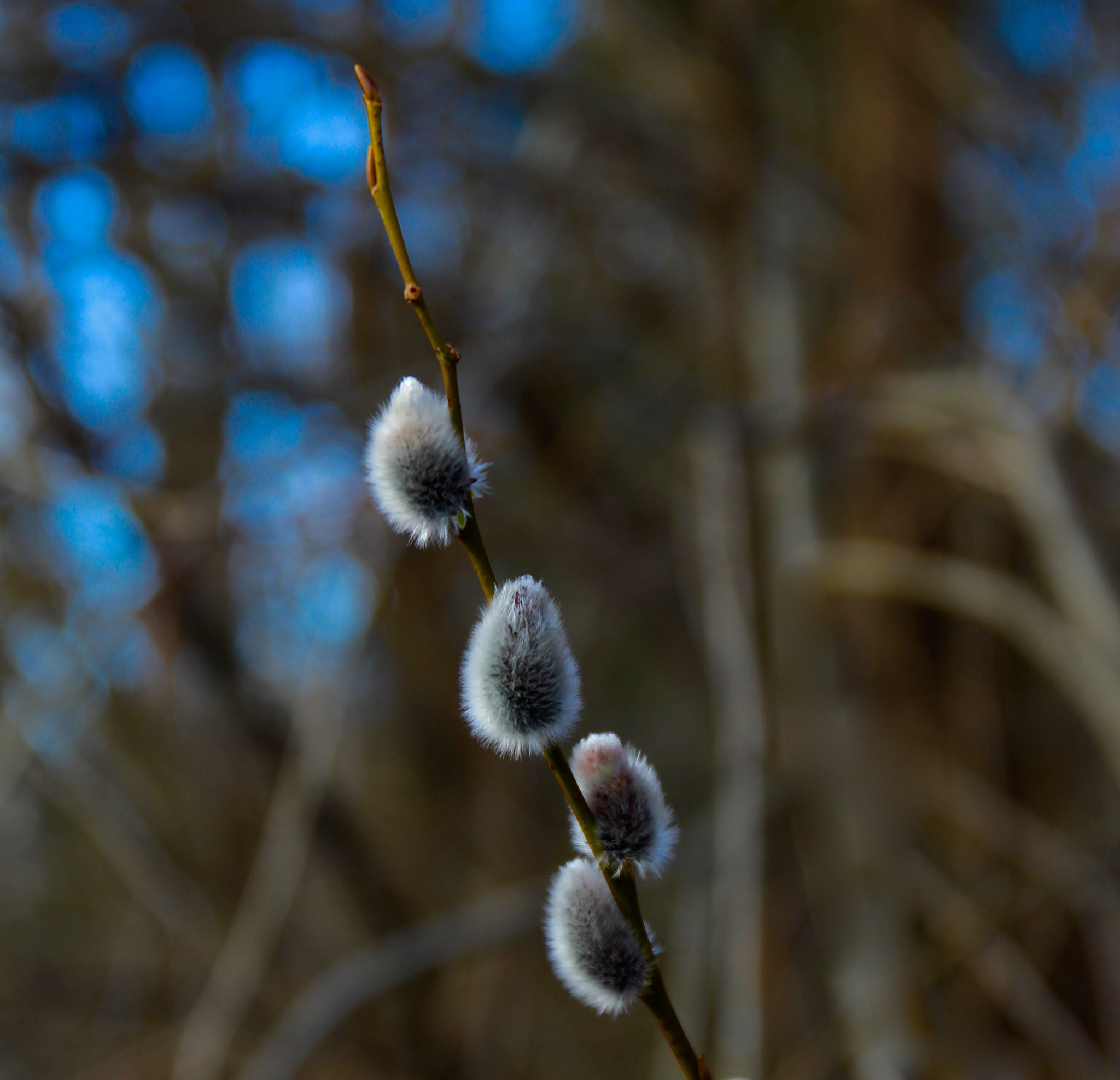 Canon EF 24-70mm F4L IS USM sample photo