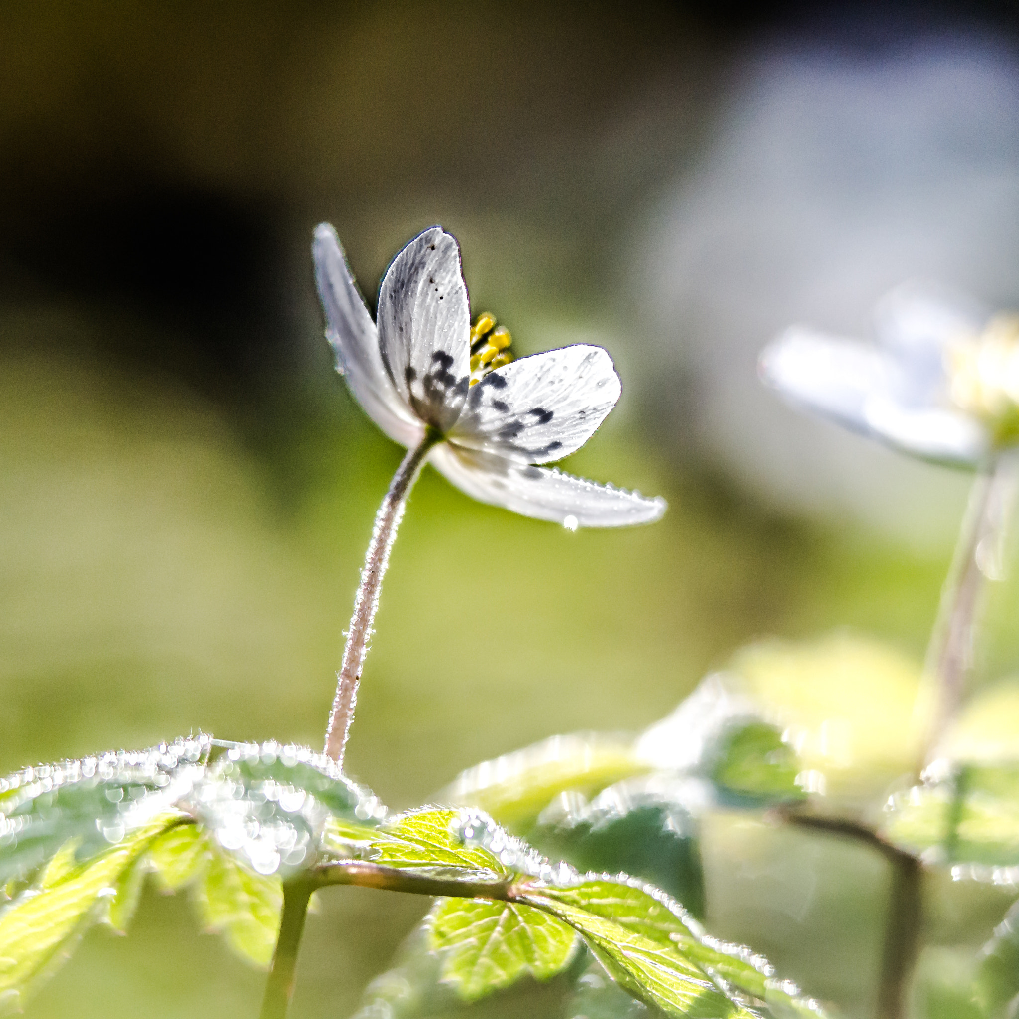 Sigma 150mm F2.8 EX DG OS Macro HSM sample photo. Macrography photography