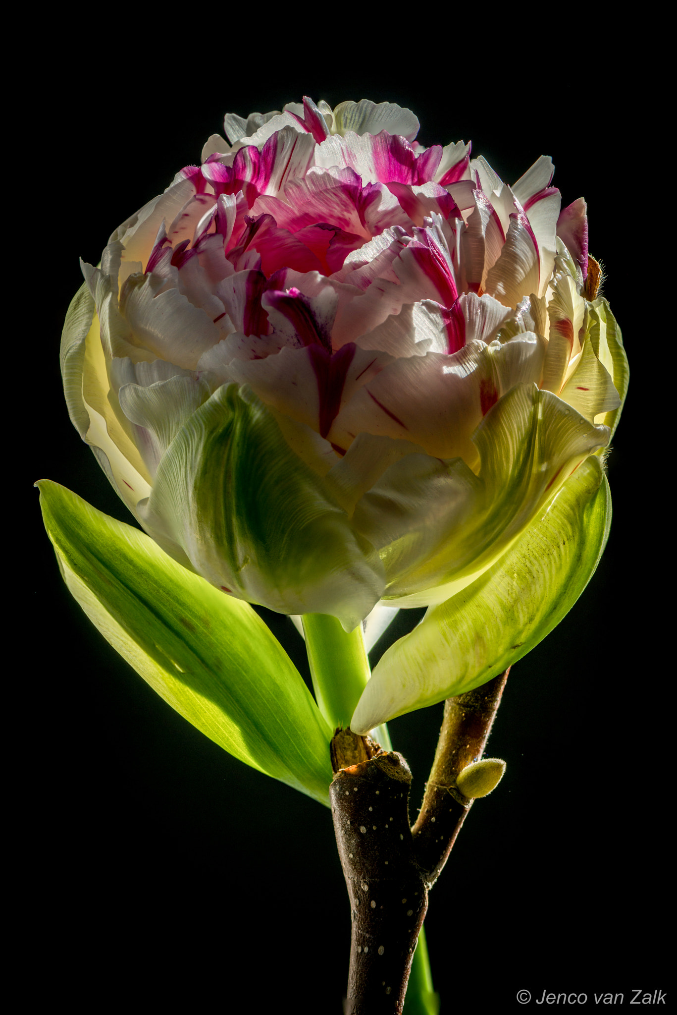 Nikon D800E sample photo. Focus stack: tulp and a branch of magnolia photography