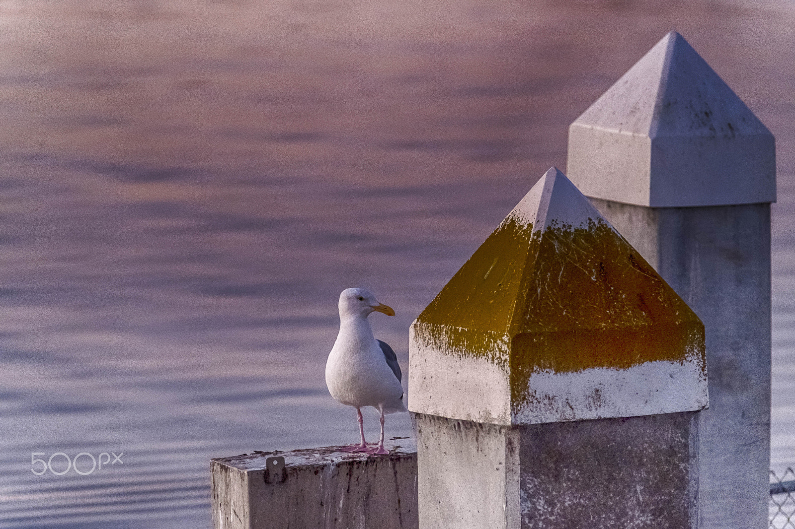 Fujifilm XF 50-140mm F2.8 R LM OIS WR sample photo. Gull at sunrise photography