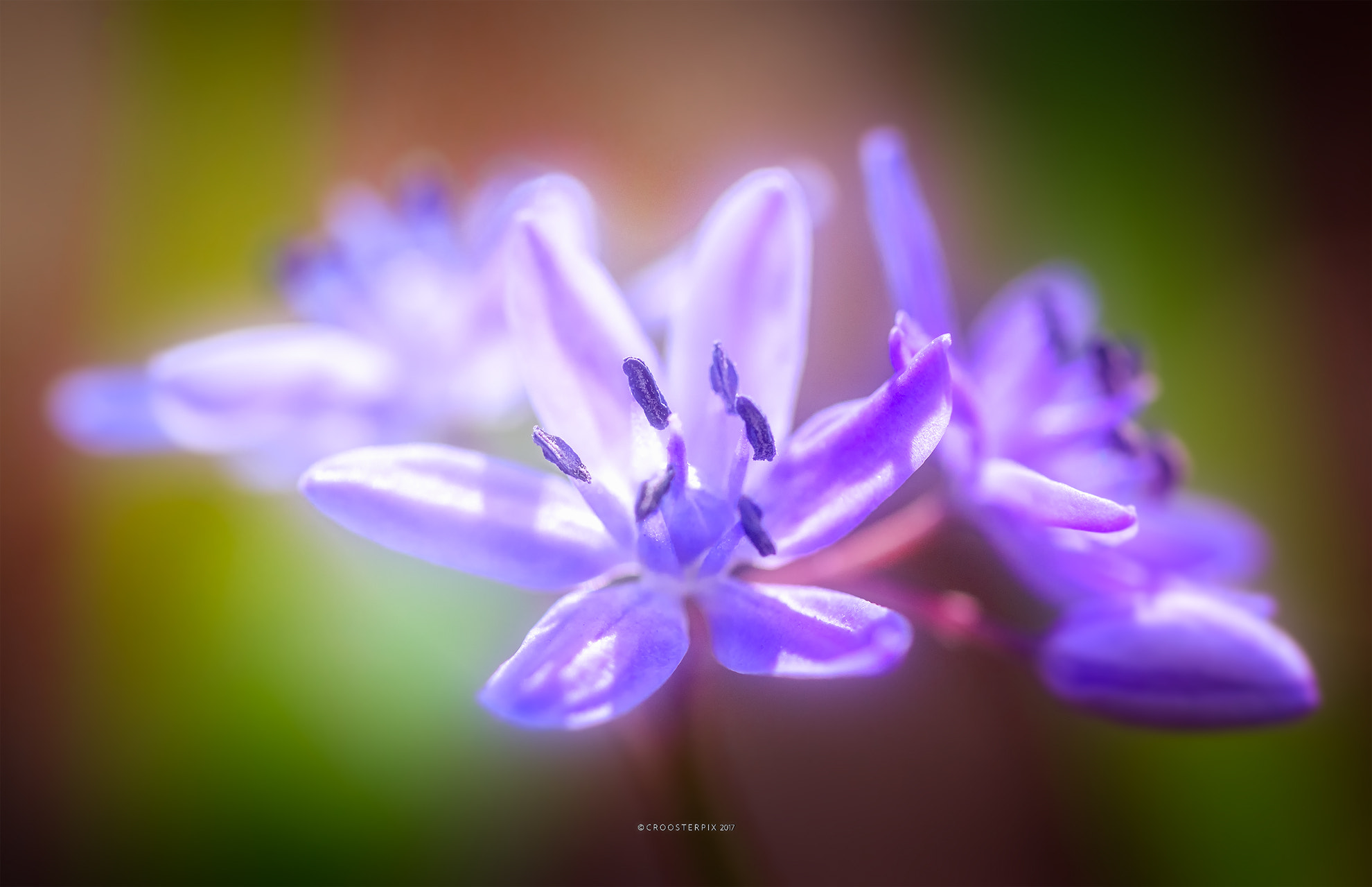 Sigma 105mm F2.8 EX DG OS HSM sample photo. First flowers of spring photography