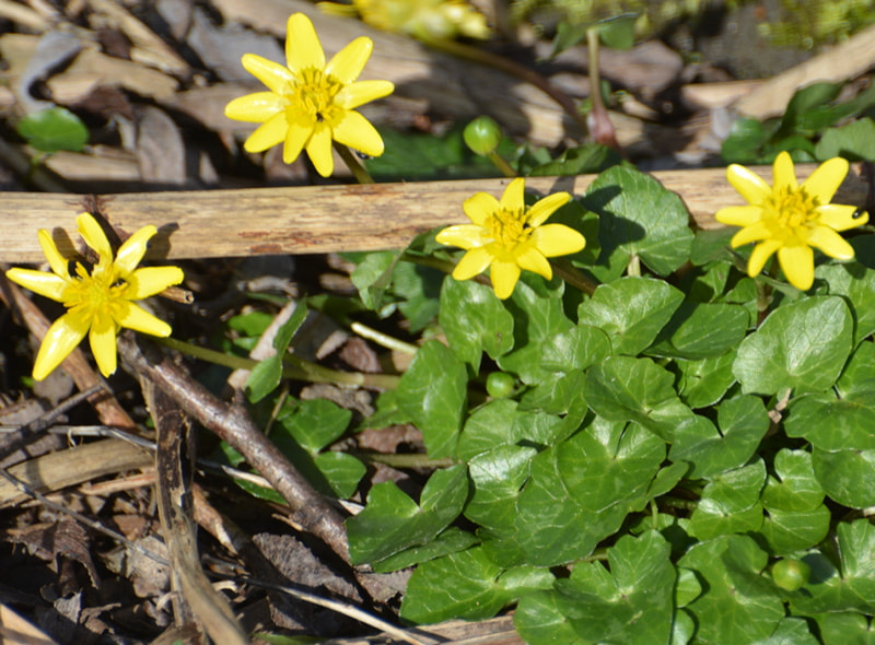 Nikon D5200 sample photo. Spring is in the air: lesser celandine photography