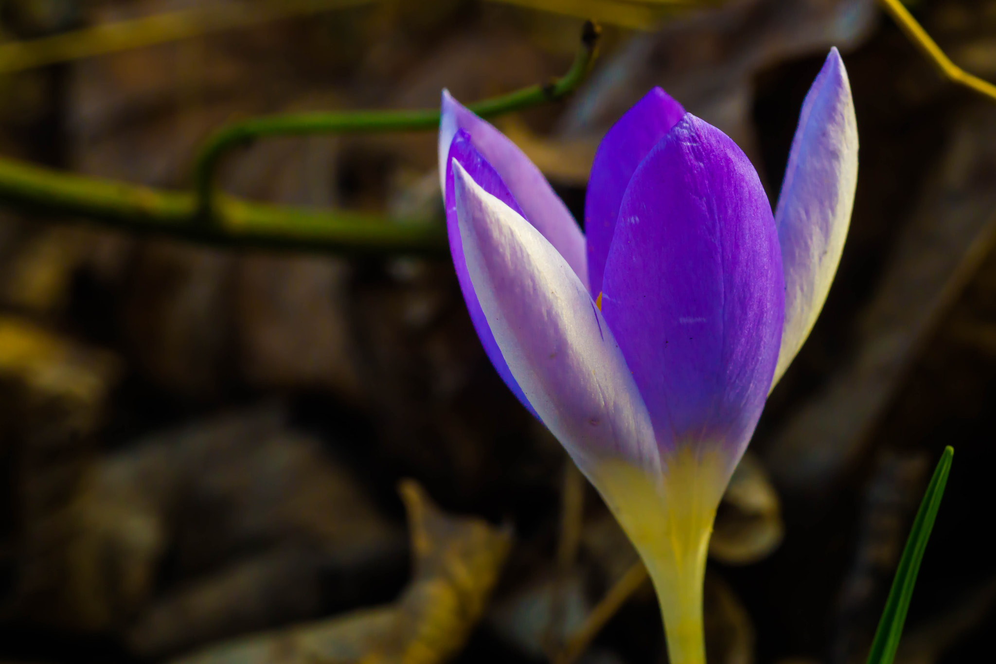 MACRO 50mm F2.8 sample photo. Kro                                    kuss photography