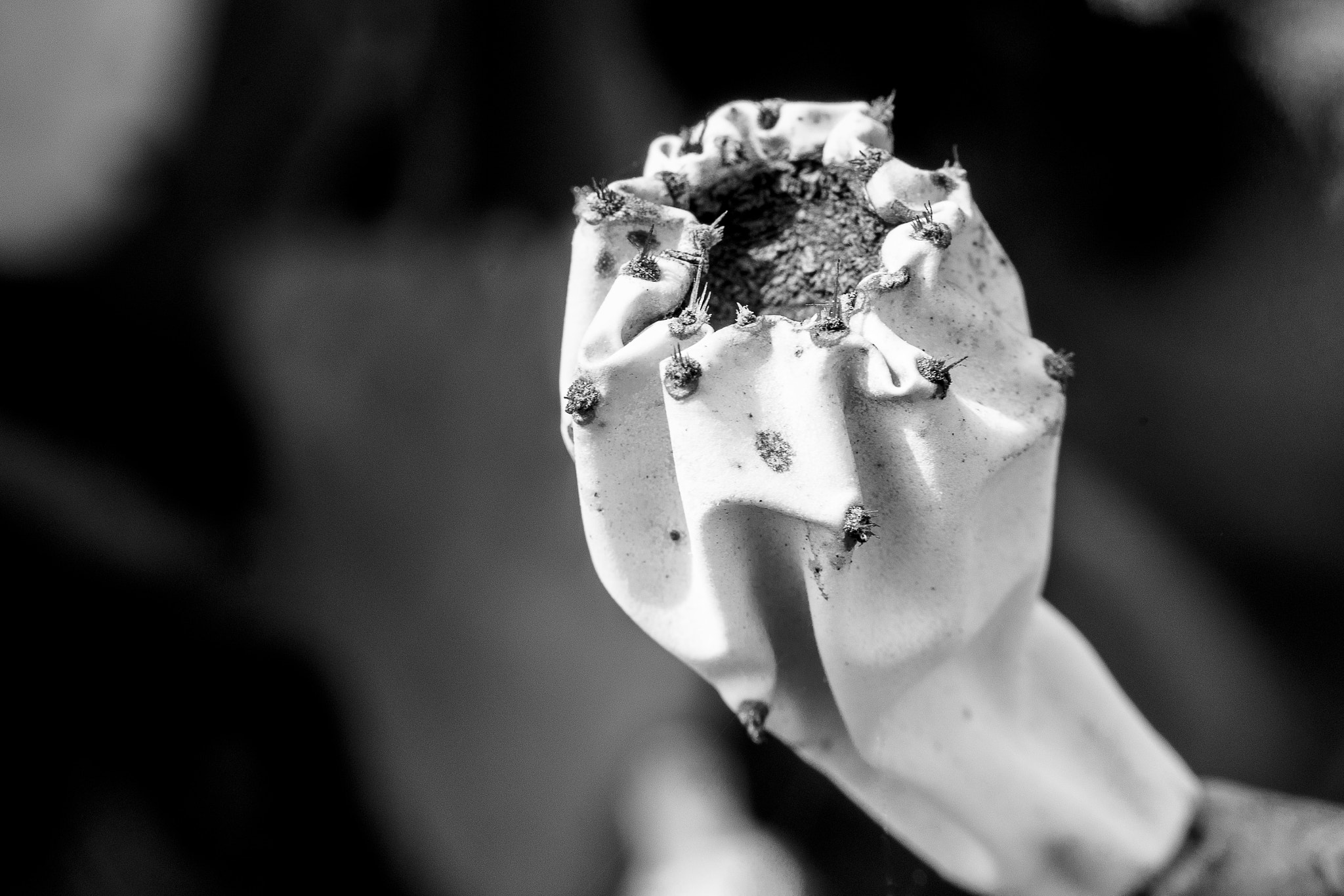 Nikon D810 sample photo. Cactus bud photography