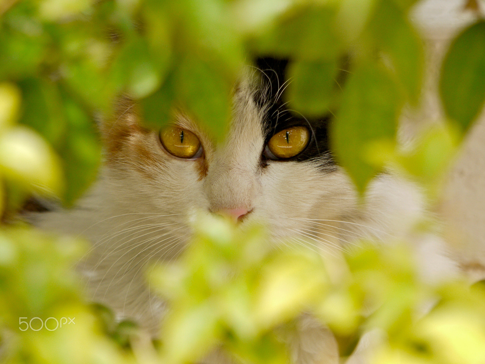 Panasonic Lumix G Vario 45-200mm F4-5.6 OIS sample photo. In the bougainvillea photography