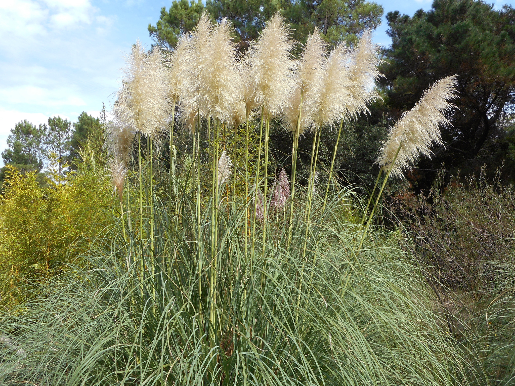 Nikon Coolpix S3700 sample photo. Grass of the pampa photography