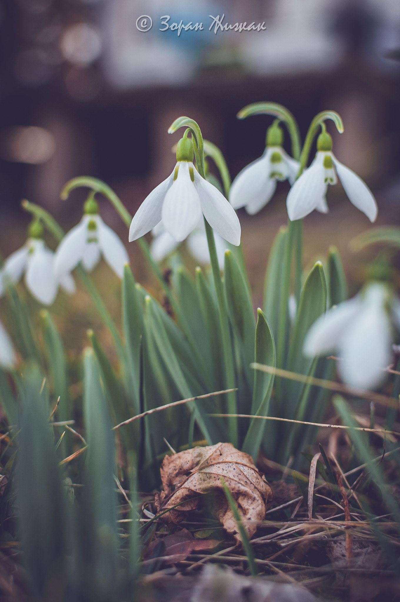 Nikon D2X + Nikon AF-S DX Nikkor 35mm F1.8G sample photo. Herald of spring photography