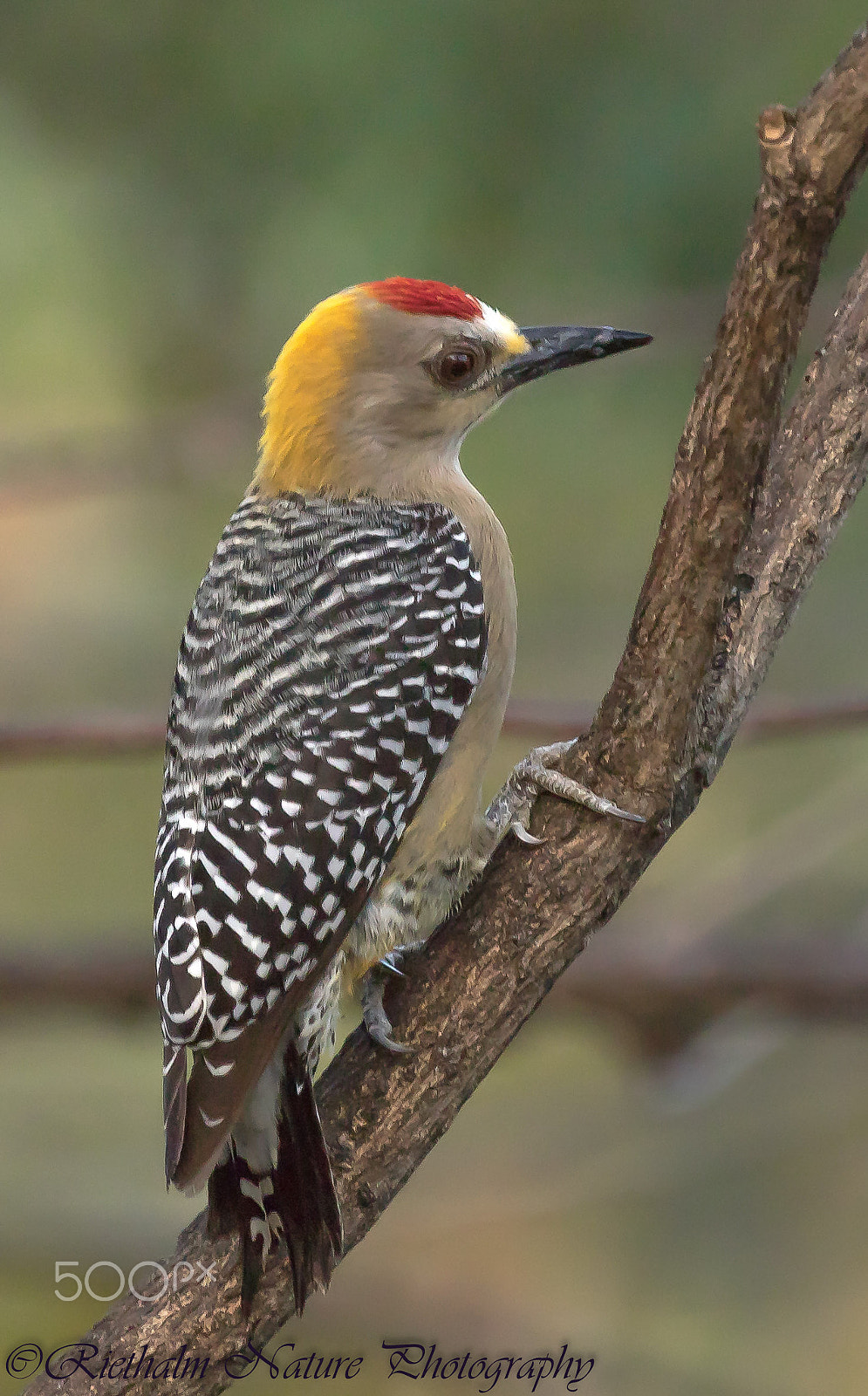 Canon EF 70-200mm F4L USM sample photo. Hoffmann's woodpecker photography