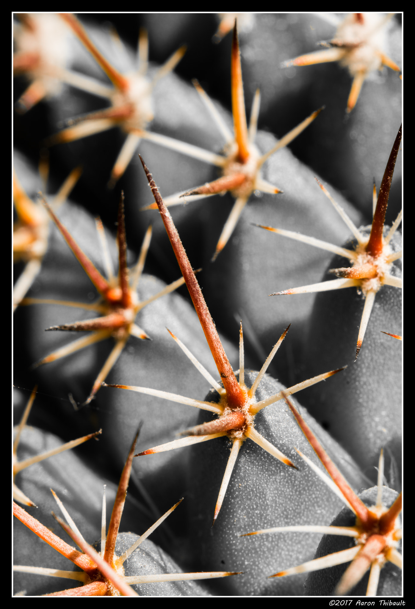 Nikon D7200 + Tokina AT-X Pro 100mm F2.8 Macro sample photo. Spines photography