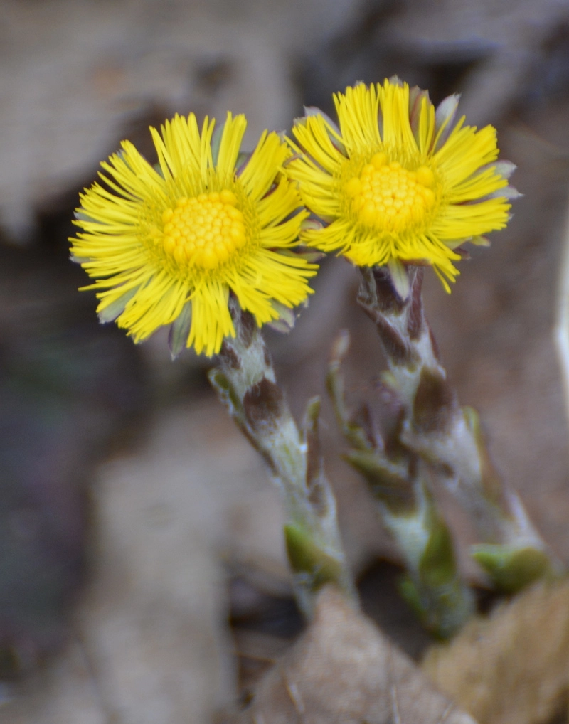 Nikon D5200 + Nikon AF-S Nikkor 70-300mm F4.5-5.6G VR sample photo. Spring is in the air: coltsfoot photography