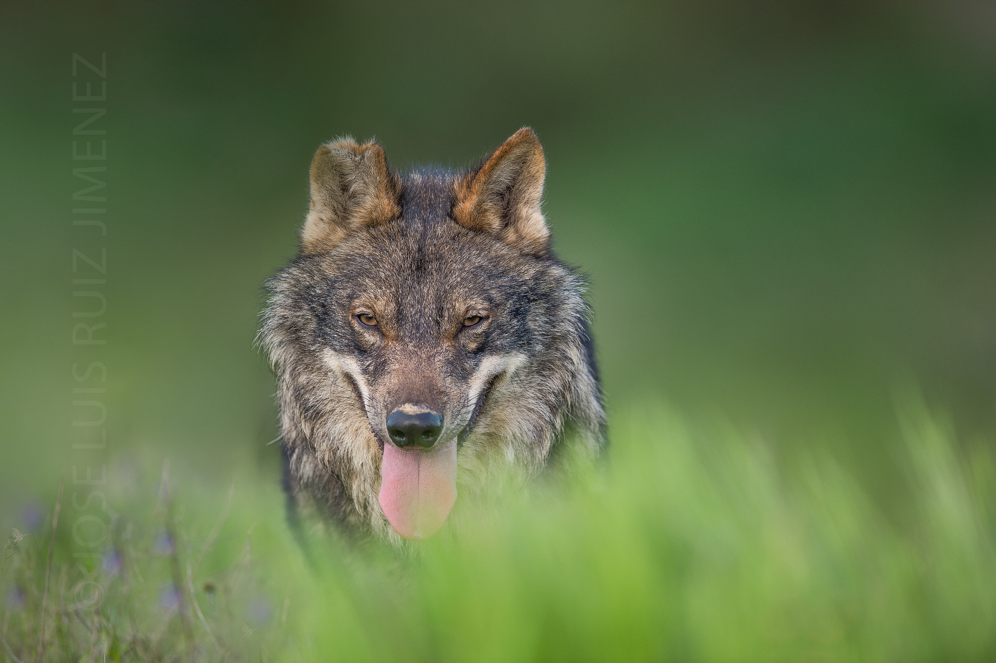 Nikon AF-S Nikkor 600mm F4E FL ED VR sample photo. Wolf photography