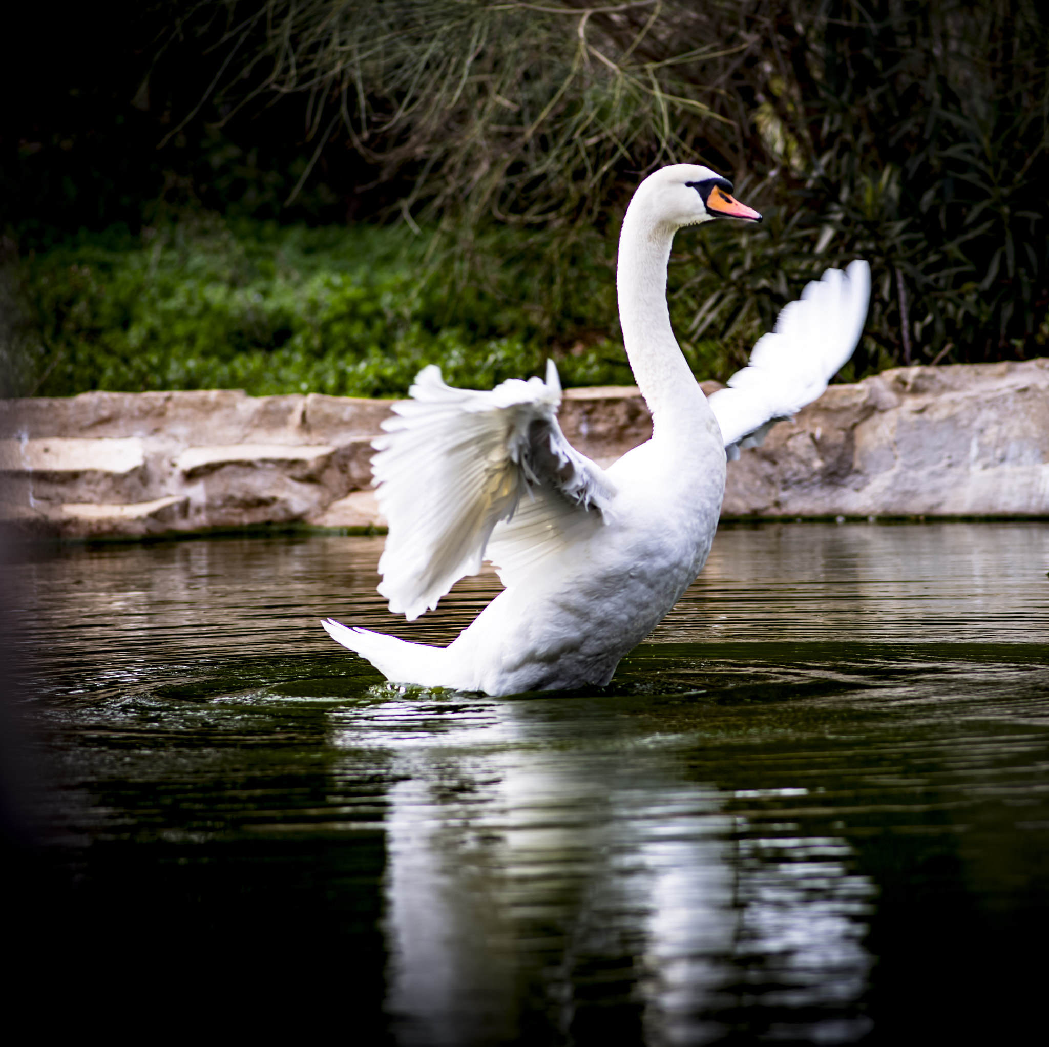 AF Nikkor 180mm f/2.8 IF-ED sample photo. Spreading his wings photography