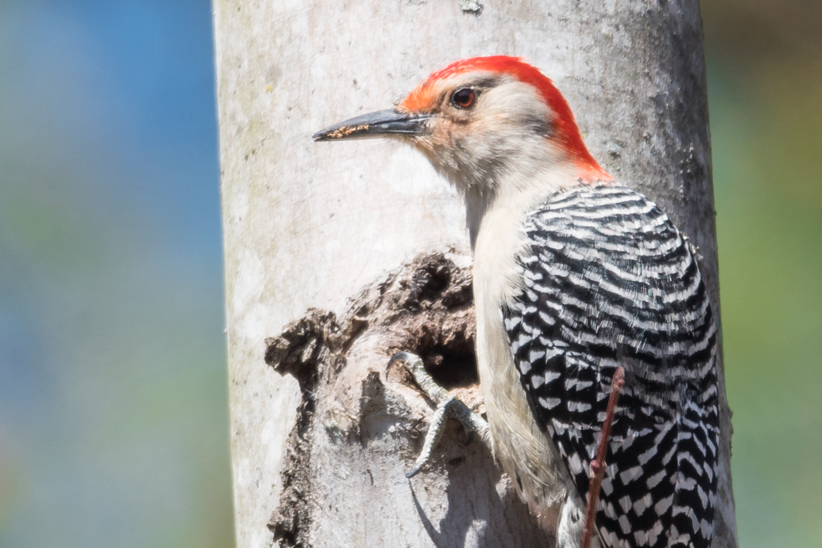 Nikon D500 + Sigma 50mm F2.8 EX DG Macro sample photo. Red-bellied woodpecker photography