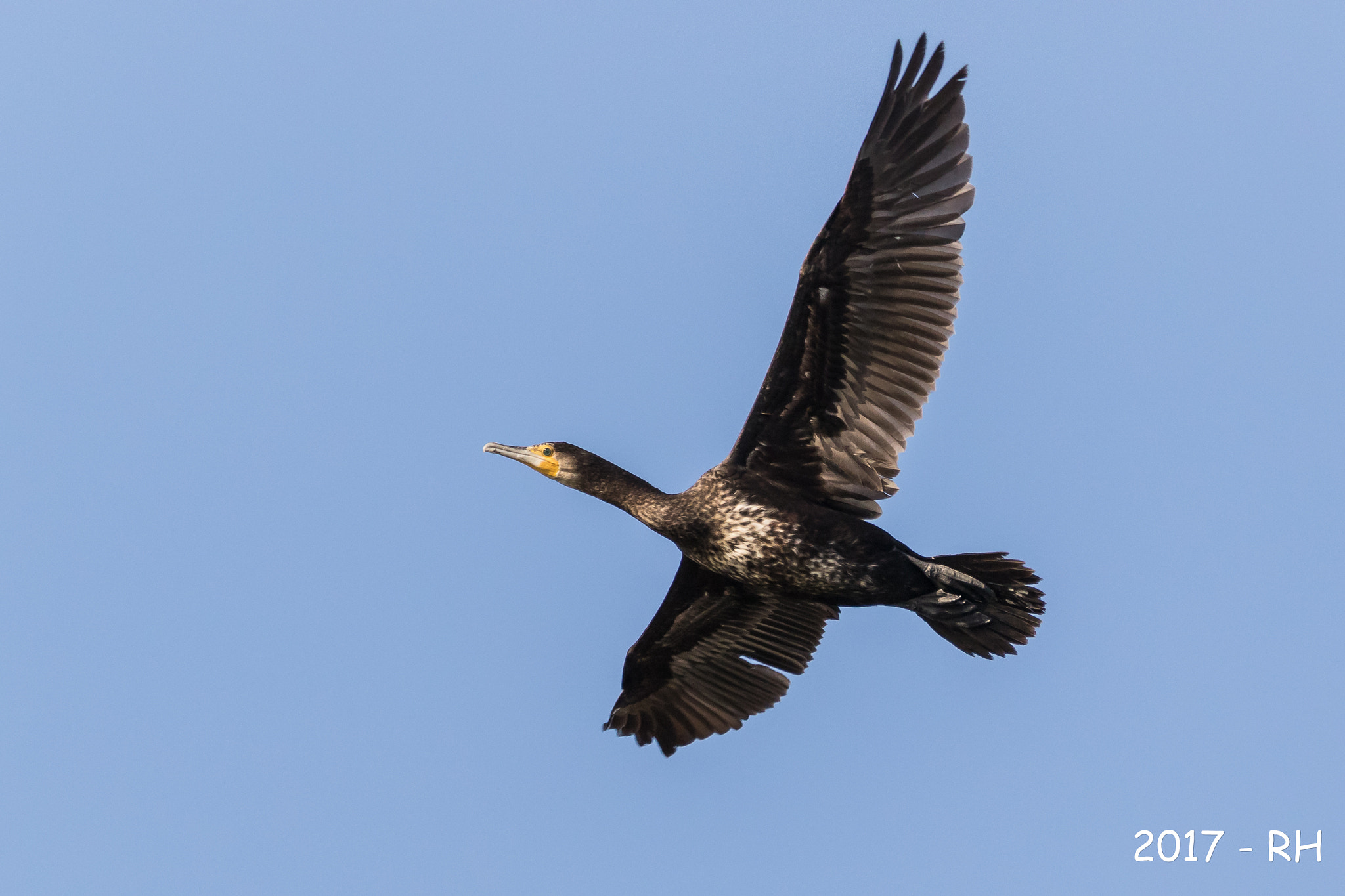 150-600mm F5-6.3 DG OS HSM | Contemporary 015 sample photo. Cormorant photography