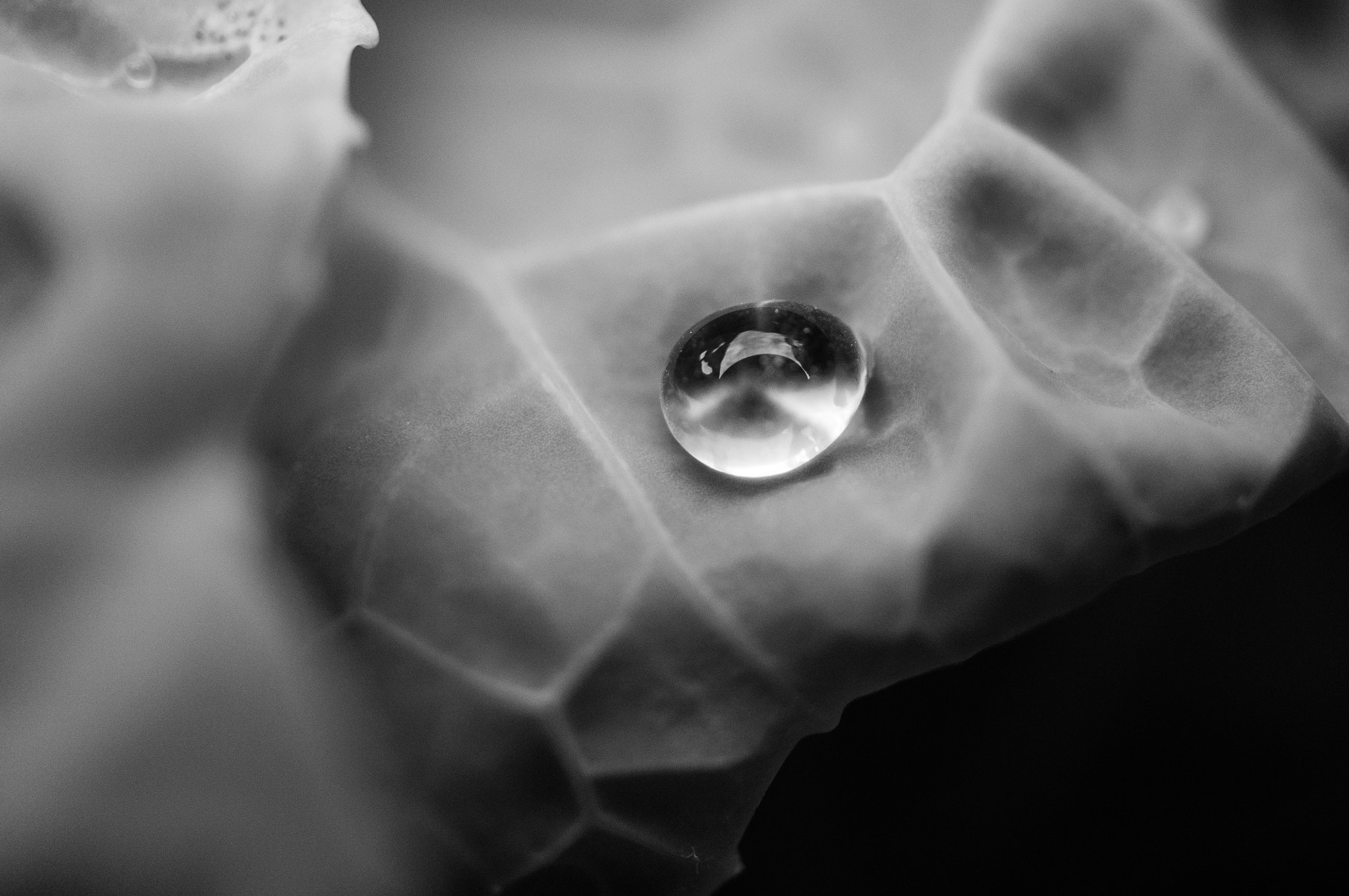 Sony E 30mm F3.5 Macro sample photo. Drop of water photography