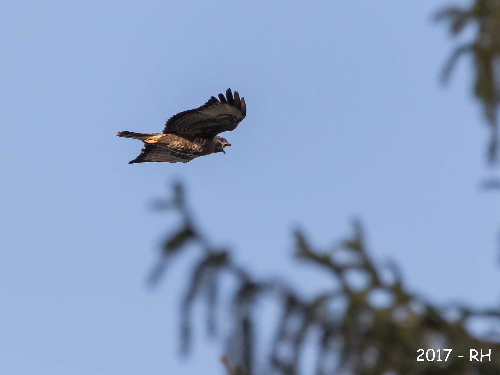 150-600mm F5-6.3 DG OS HSM | Contemporary 015 sample photo. Buzzard photography