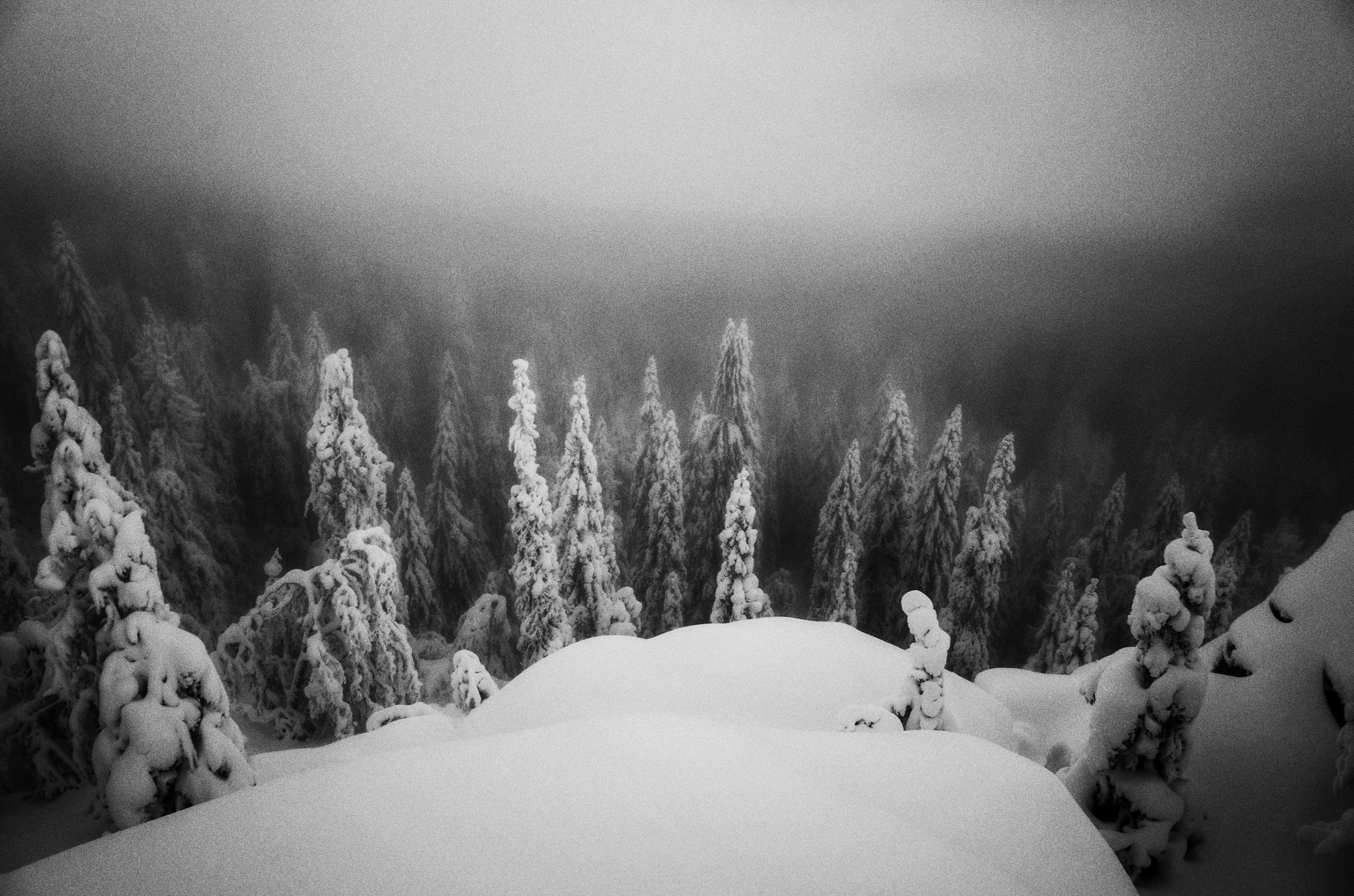 Ricoh GR + GR Lens sample photo. The deep night in the winter forest #longtimeexposure photography