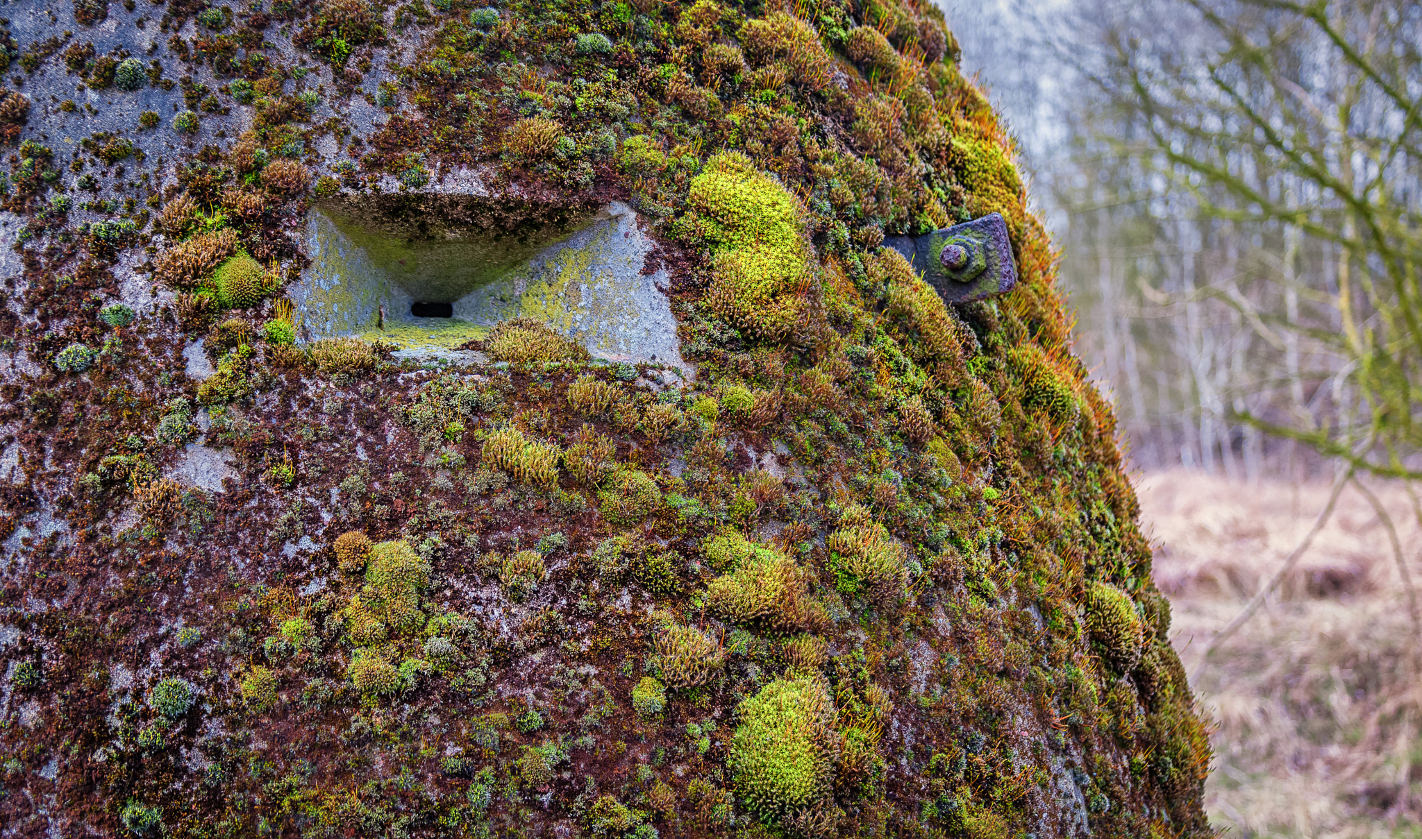 Canon EF 28-135mm F3.5-5.6 IS USM sample photo. Moss on splitterschutzzelle photography