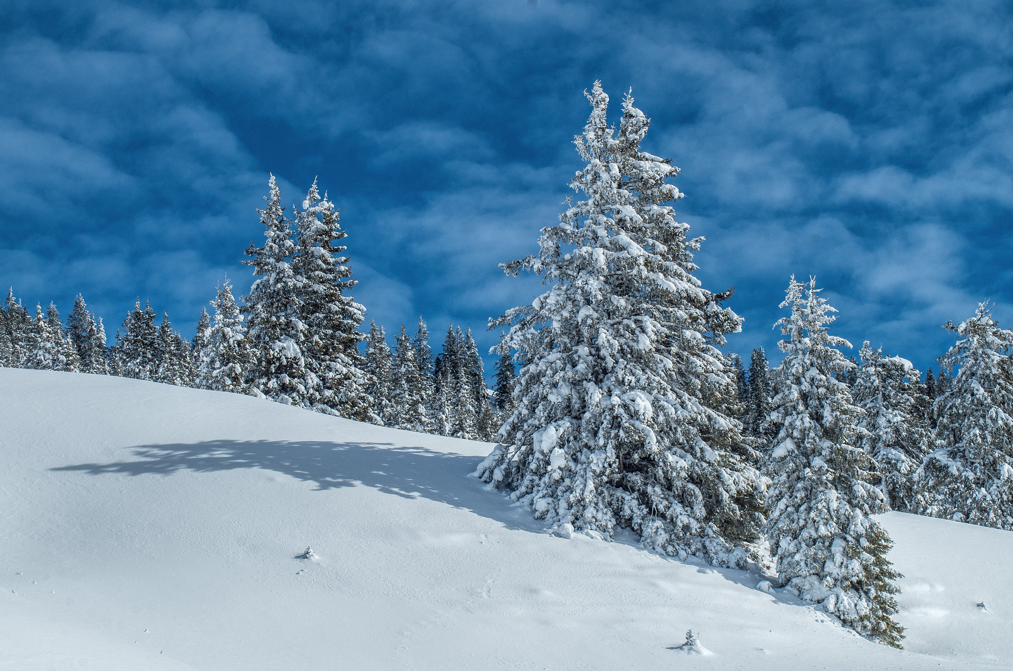 Pentax K-50 sample photo. Winter trees photography