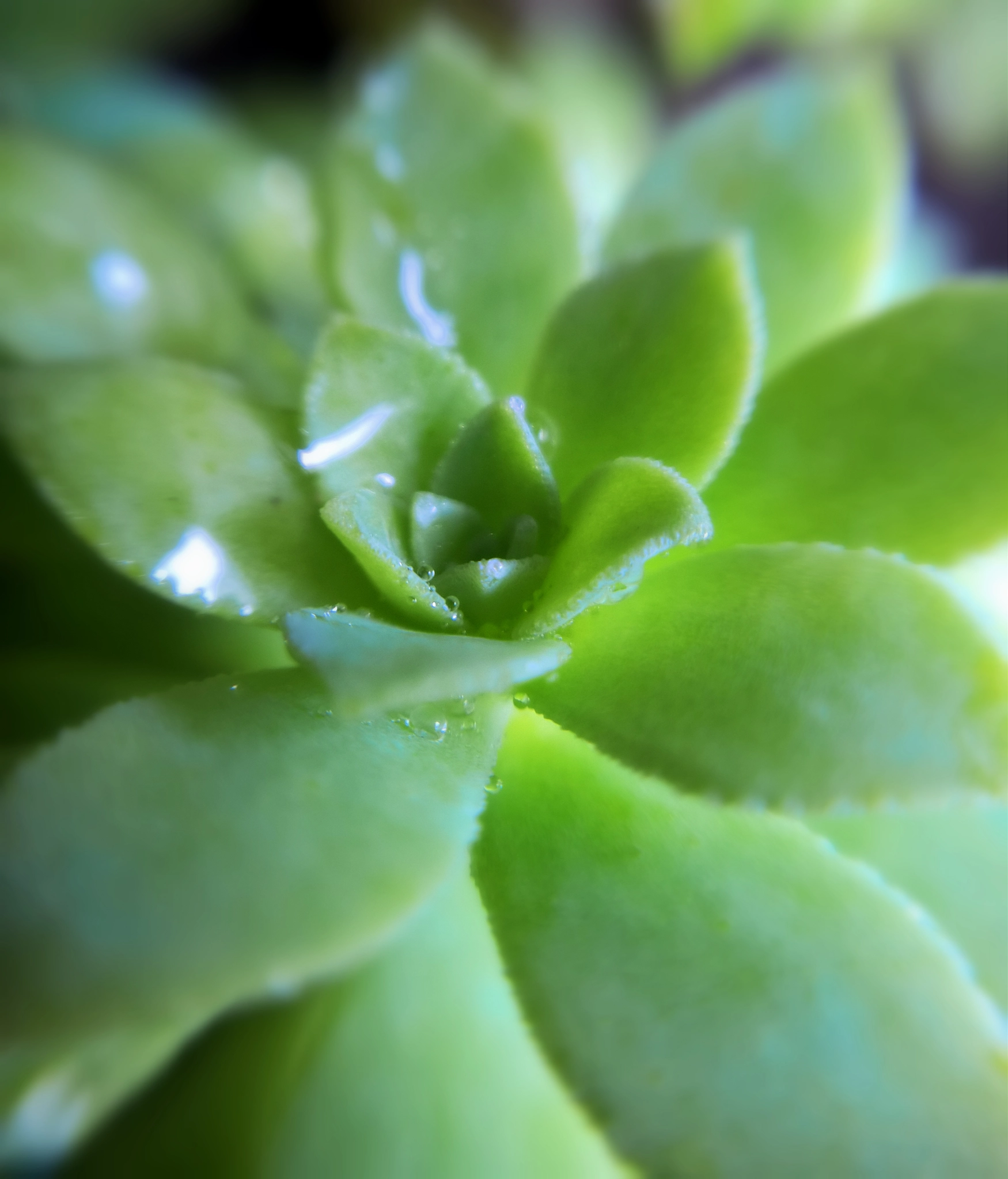 Nokia Lumia 929 sample photo. Dew macro photography