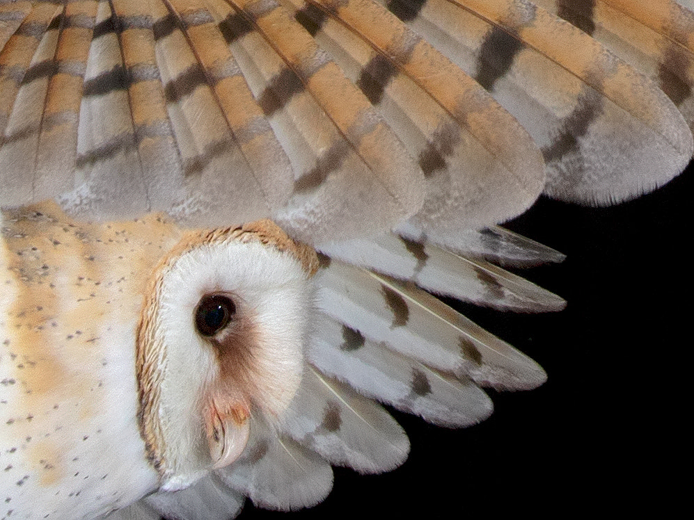 Canon EOS-1D X sample photo. Barnowl, male photography