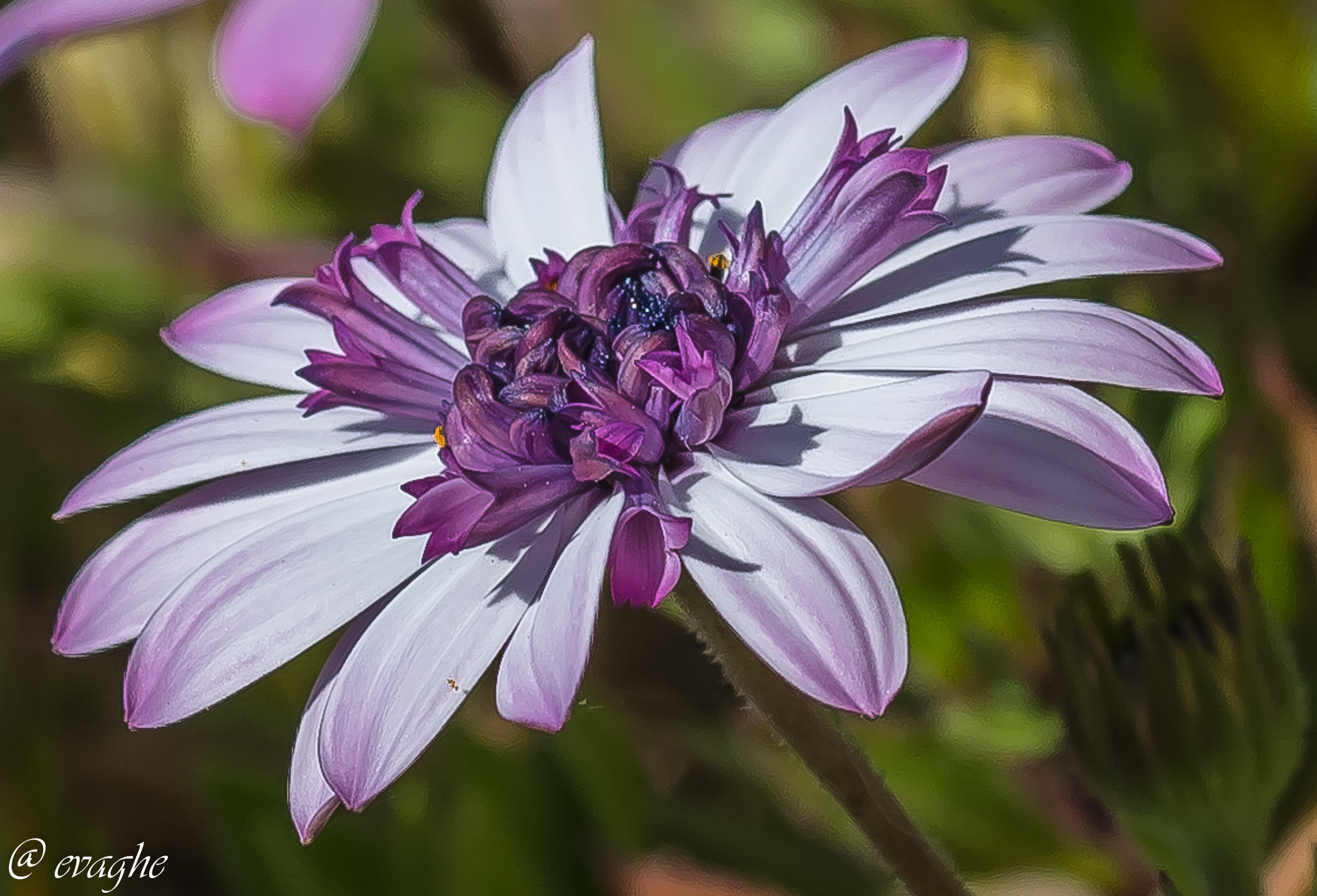 Sigma 105mm F2.8 EX DG OS HSM sample photo. Daisy photography