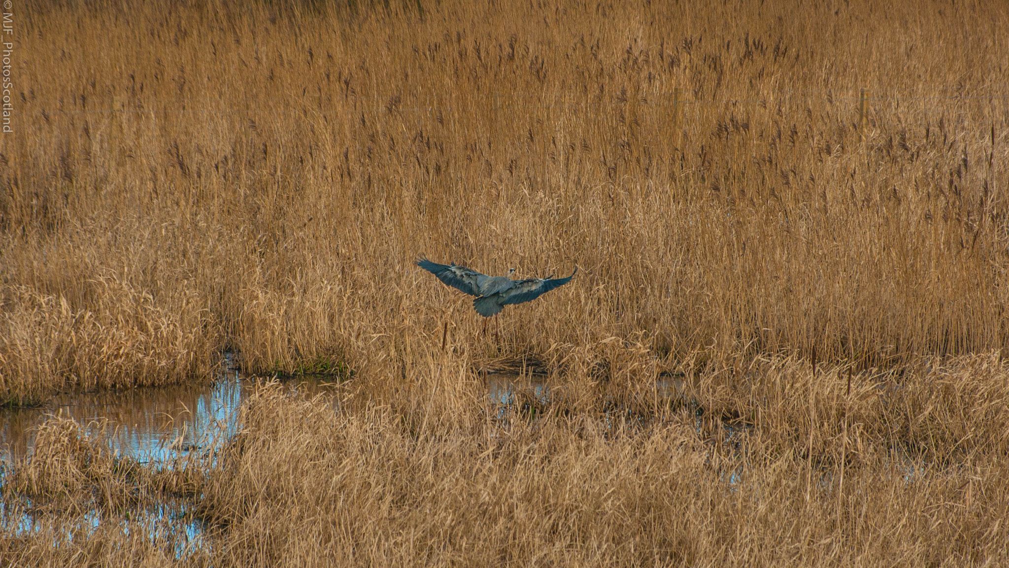 Samsung GX-20 sample photo. Grey heron in flight photography