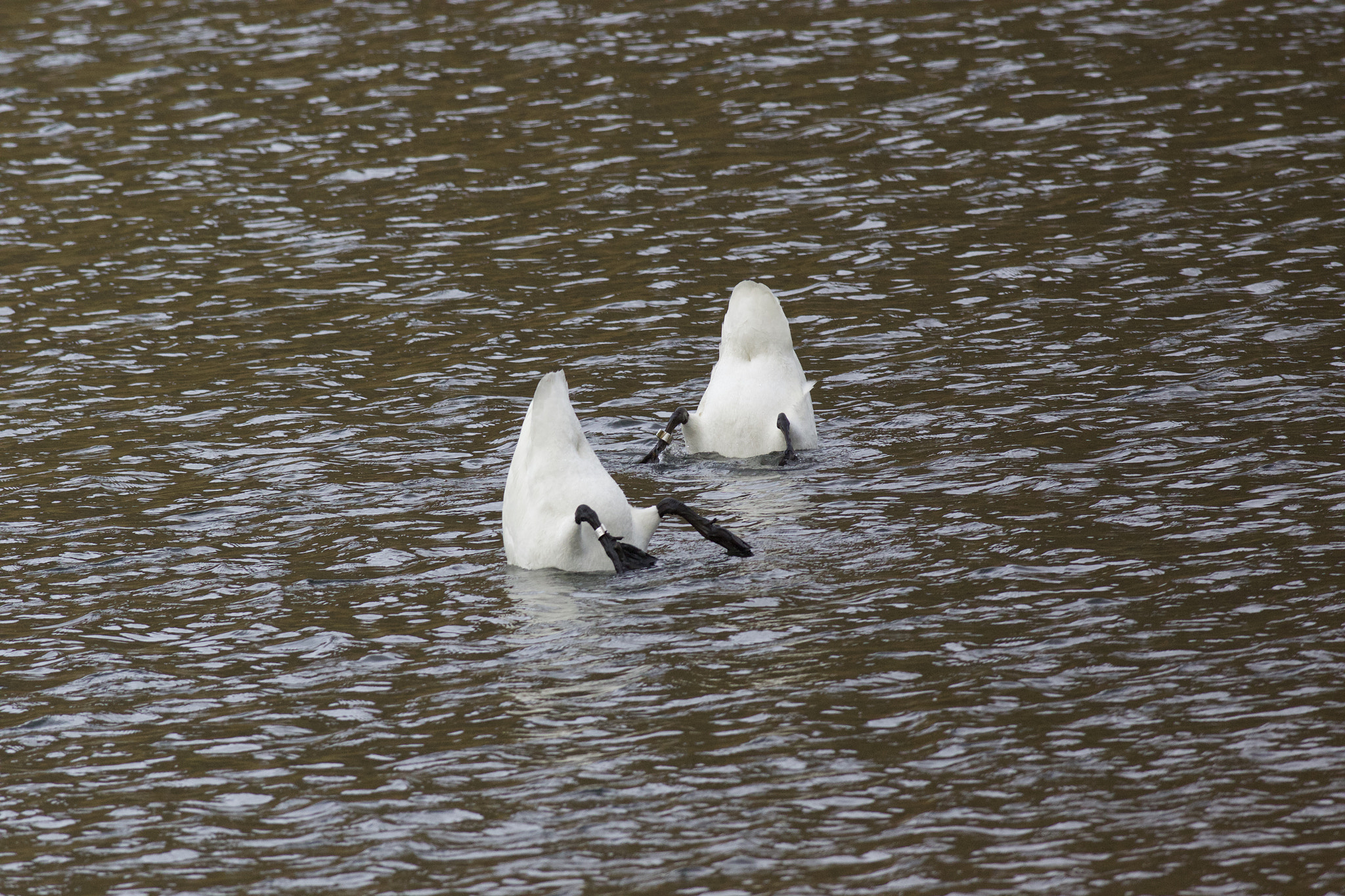 Canon EF 500mm f/4.5L sample photo. Svaner photography