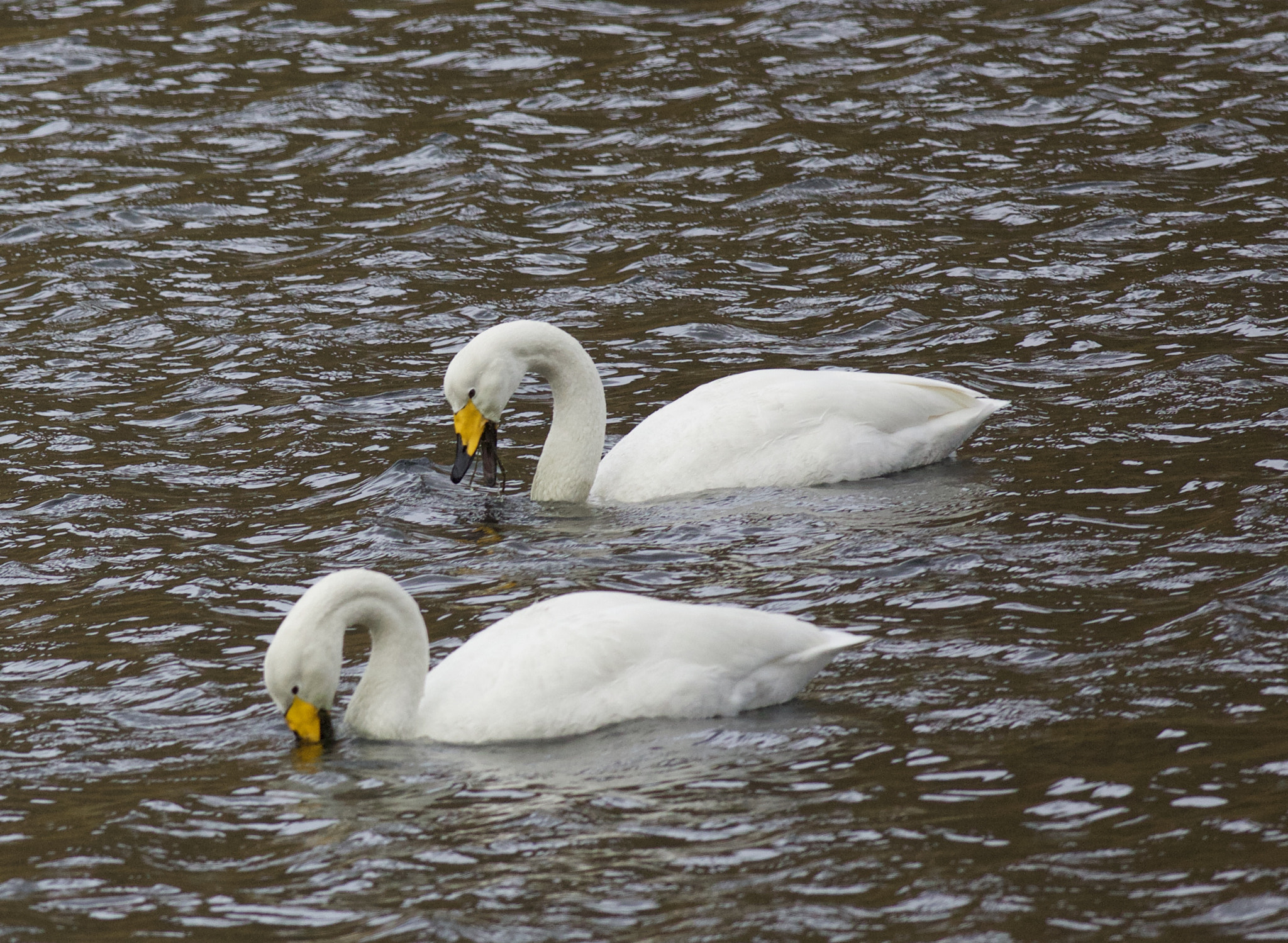 Canon EF 500mm f/4.5L sample photo. Svaner photography